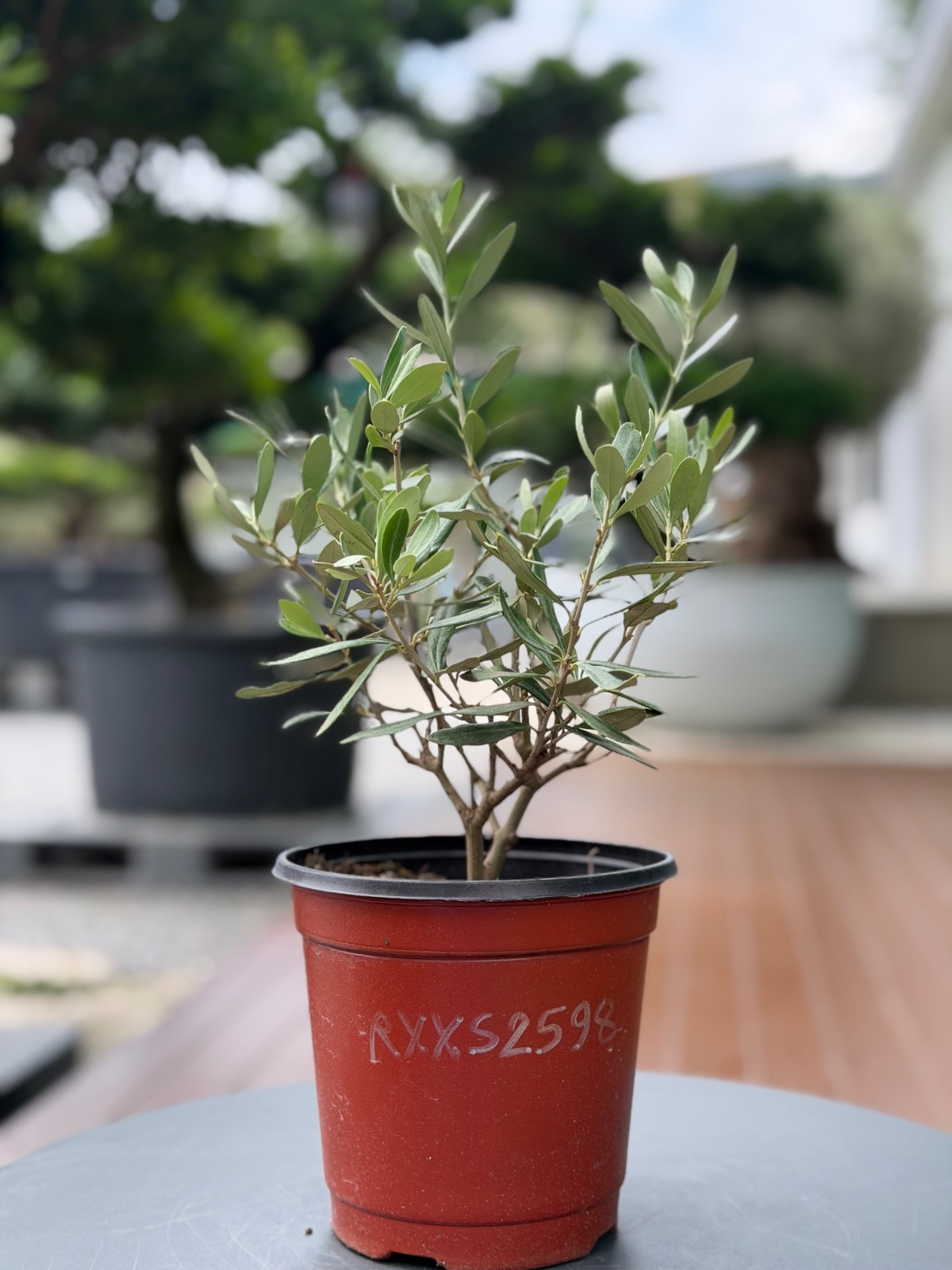 Starter Olive · XXS A · ภาพหลัก