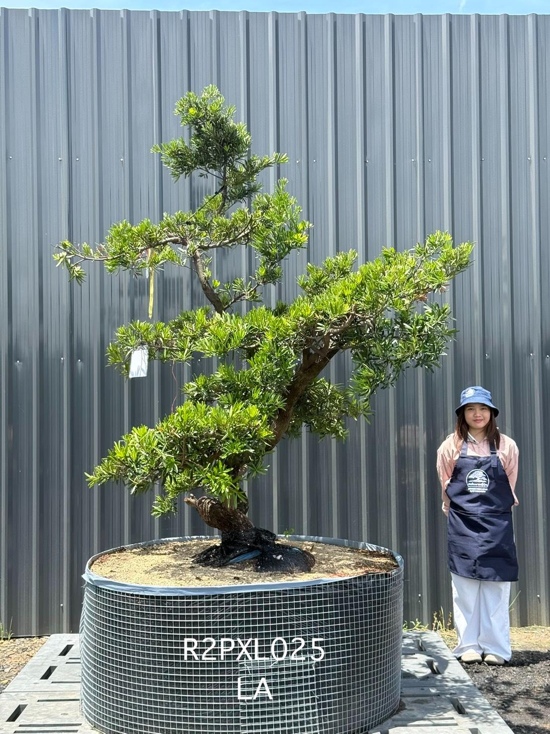 Podocarpus Bonsai · Large · LA · ภาพหลัก