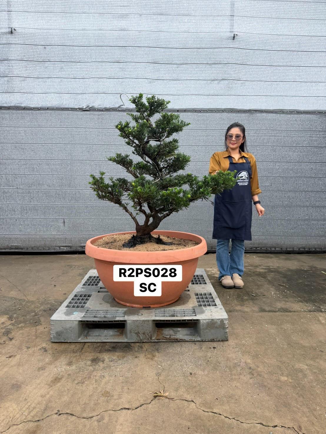 Podocarpus · Pot · SC · ภาพหลัก