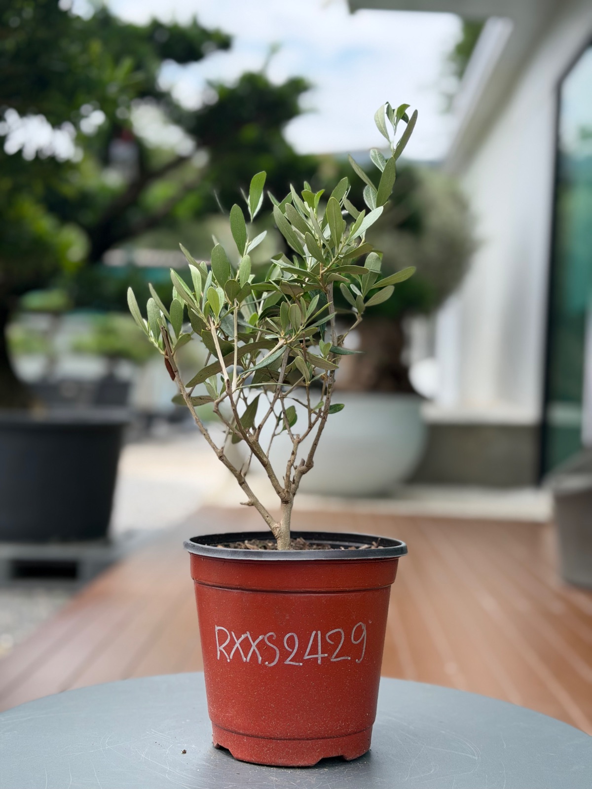 Starter Olive · XXS A · ภาพหลัก