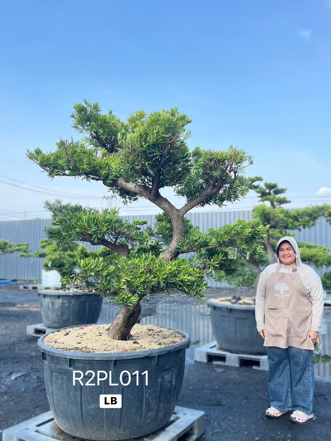 Podocarpus Bonsai · Large · LB · ภาพหลัก