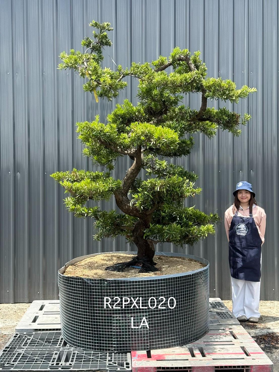 Podocarpus Bonsai · Large · LA · ภาพหลัก