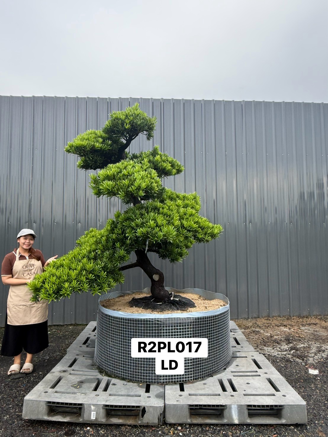 Podocarpus Bonsai · Large · LD · ภาพหลัก