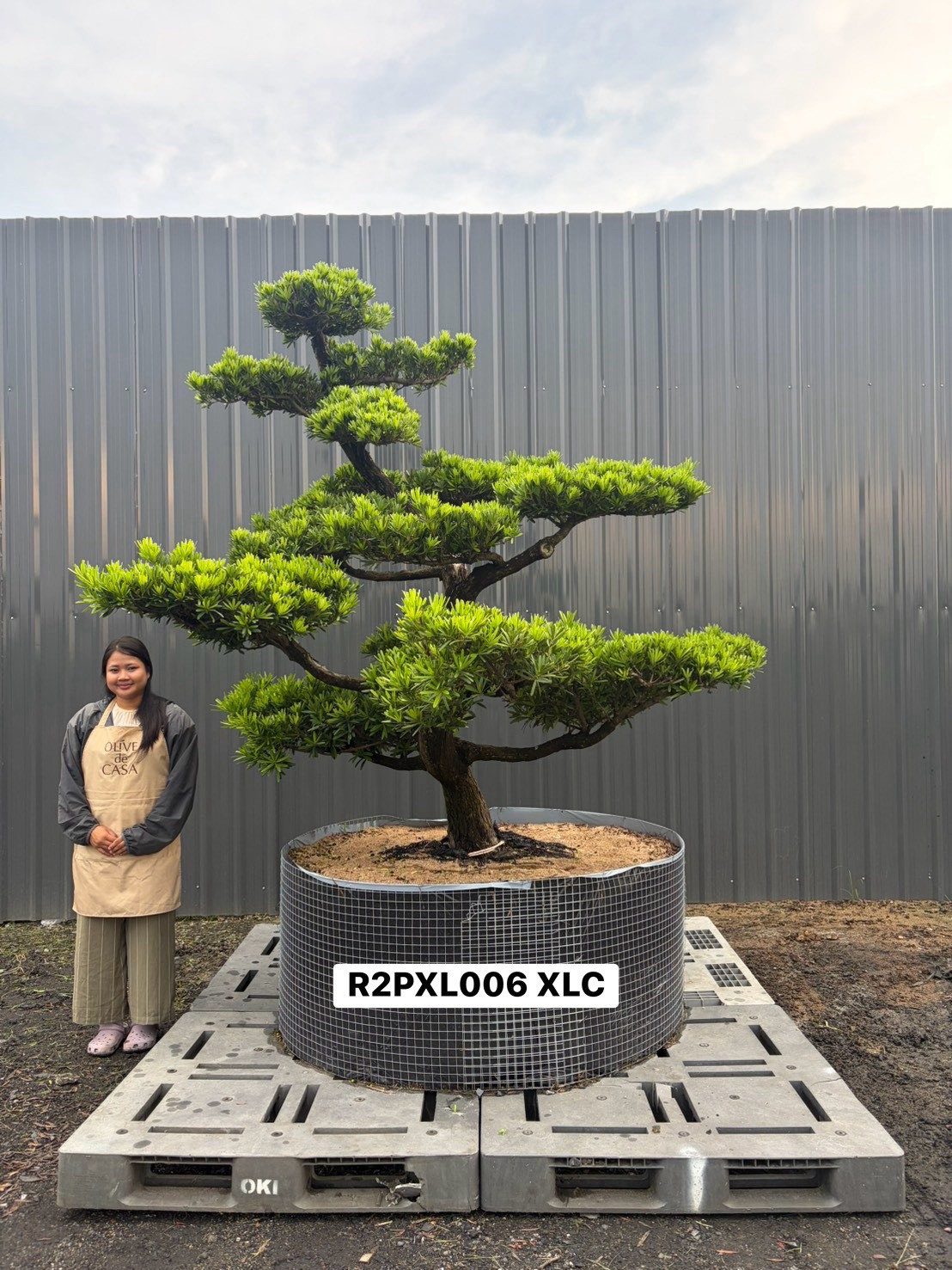 Imperial Podocarpus · XLC · ภาพหลัก