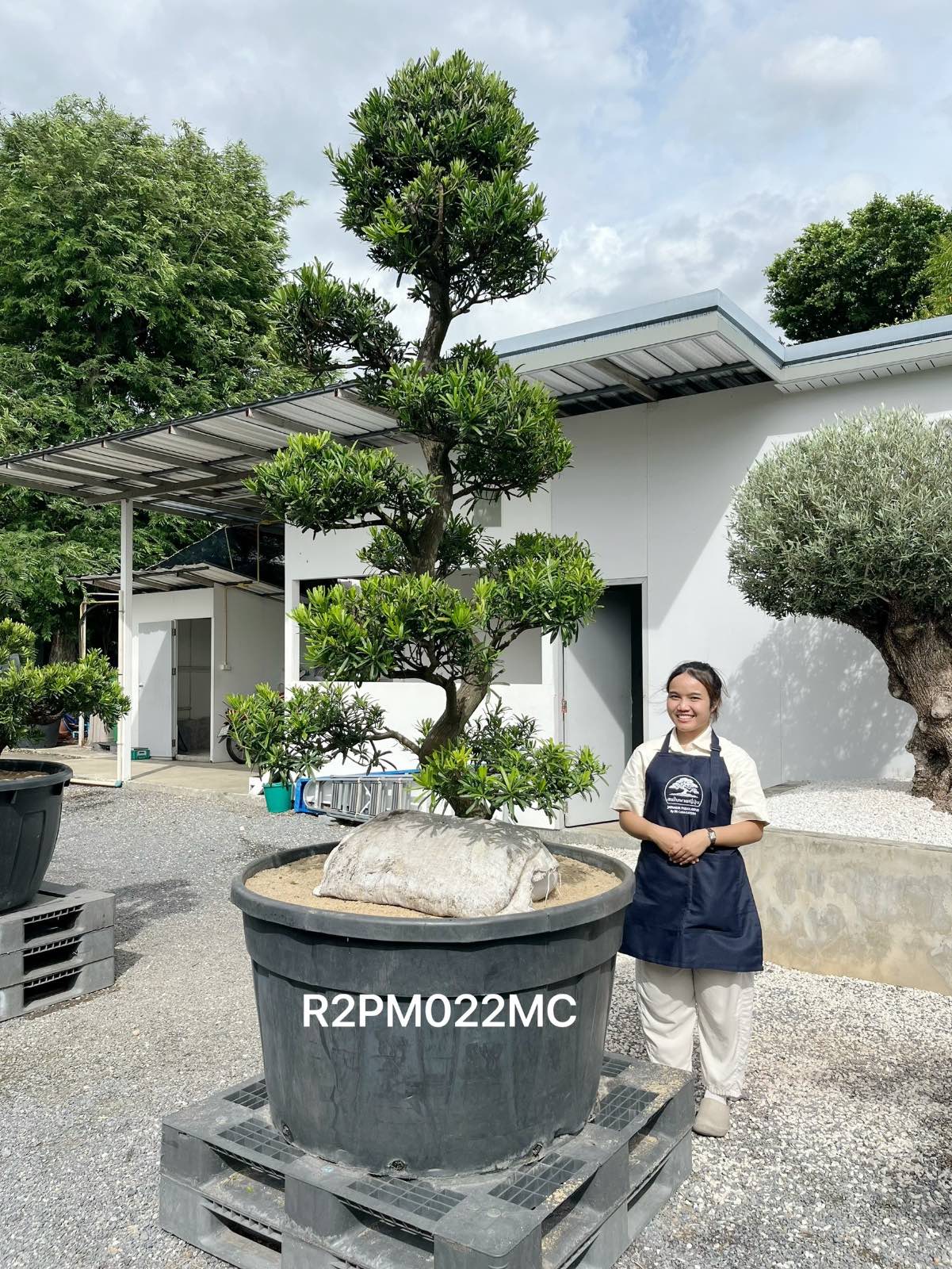 Podocarpus Bonsai · Large · MC · ภาพหลัก