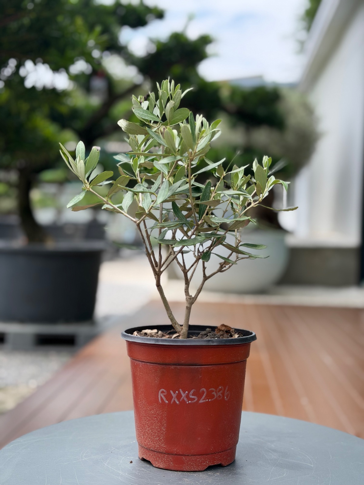 Starter Olive · XXS A · ภาพหลัก