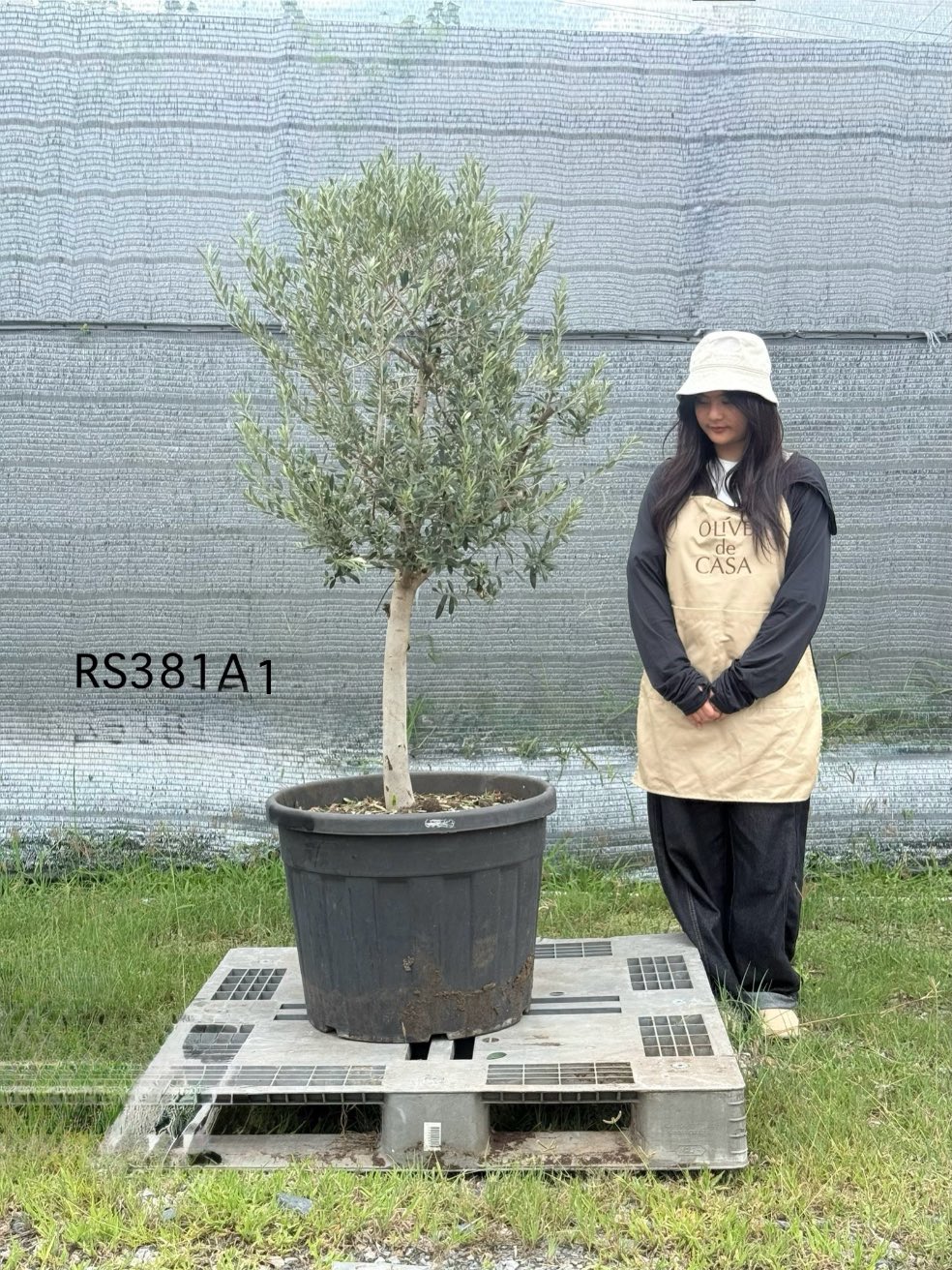 Olive Pot Size · SB · ภาพหลัก