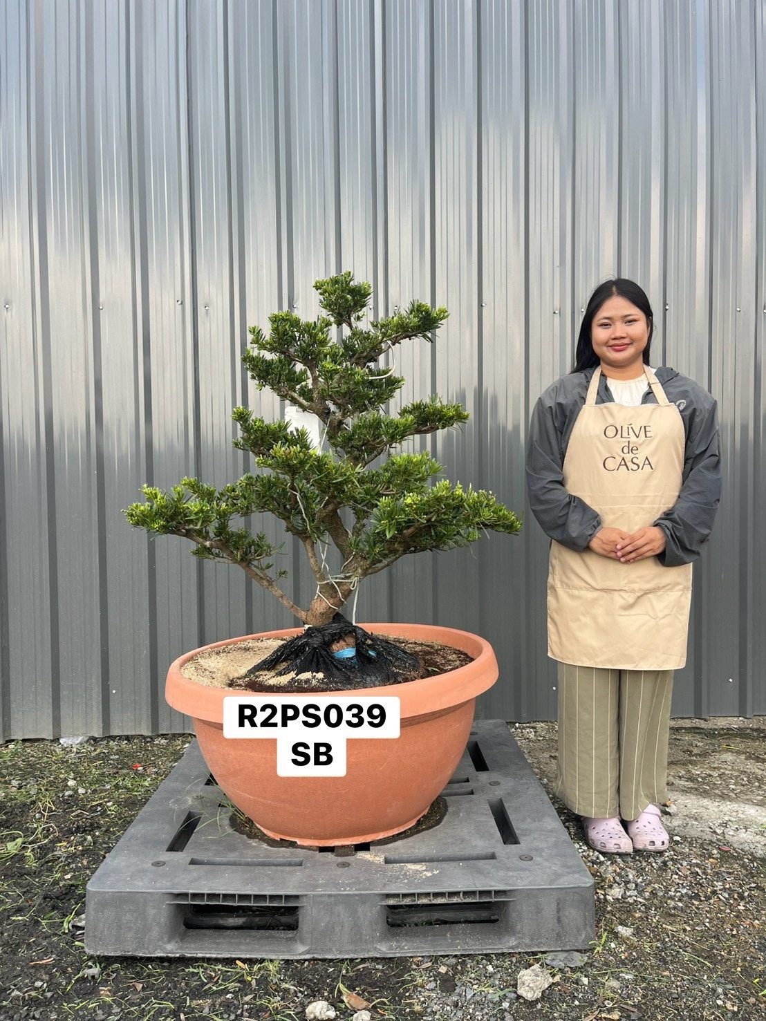 Podocarpus · Pot · SB · ภาพหลัก