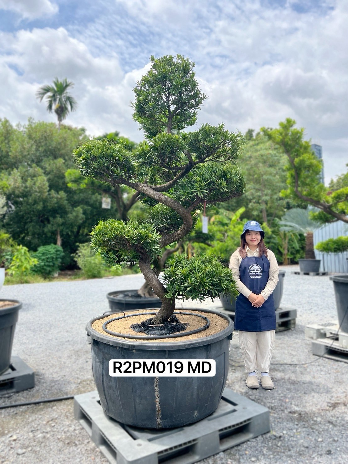 Podocarpus Bonsai · Large · MD · ภาพหลัก