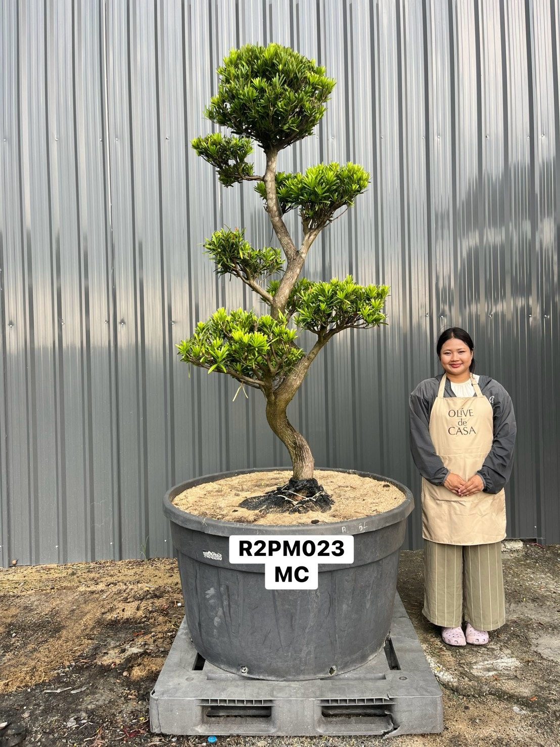 Podocarpus Bonsai · Large · MC · ภาพหลัก
