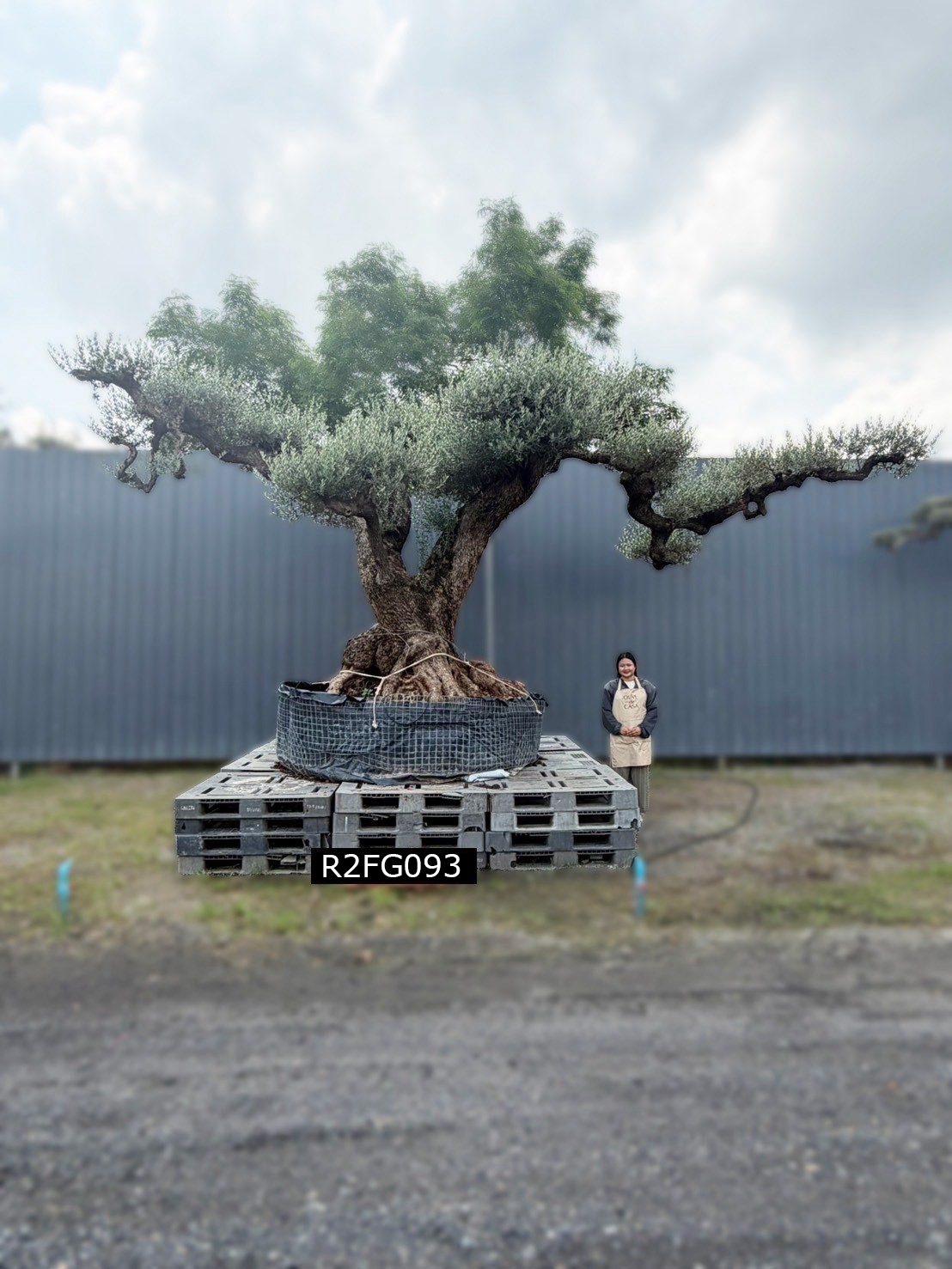 Ancient Farga · Farga 400,000–1,000,000 · ภาพหลัก