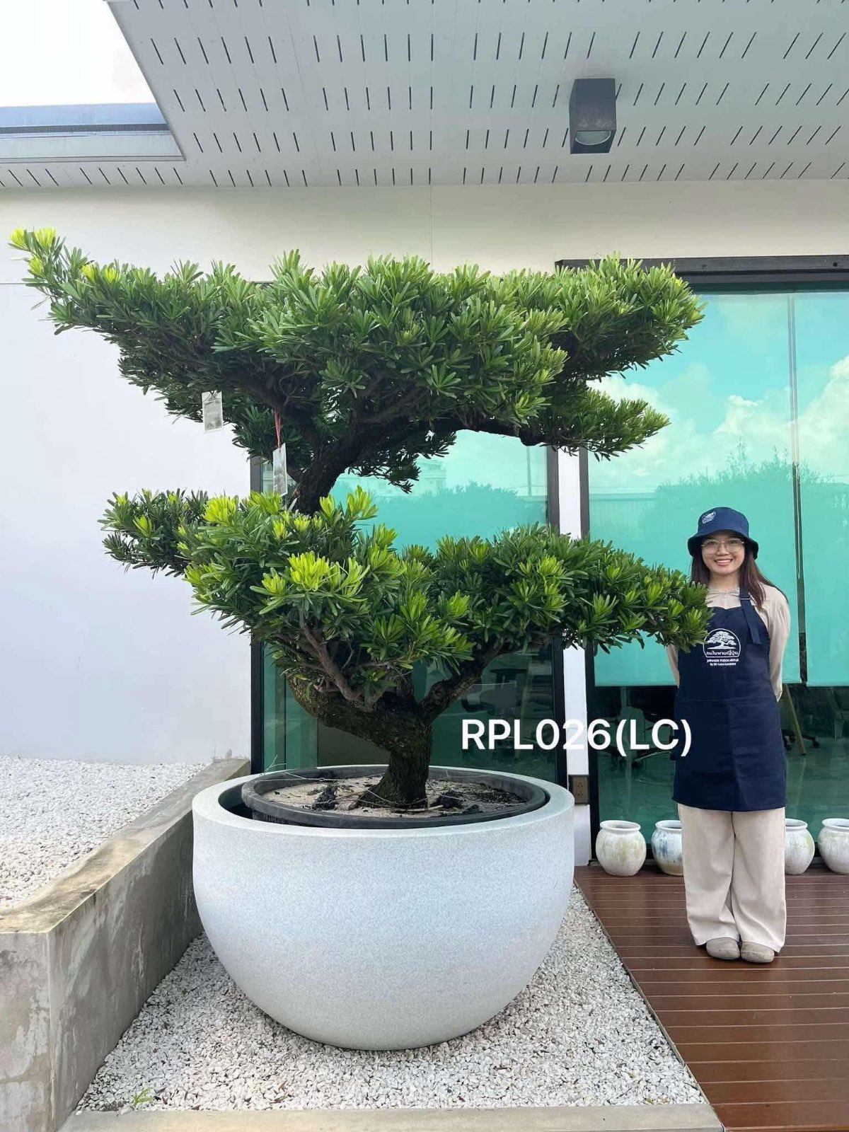 Podocarpus Bonsai · Large · LC · ภาพหลัก