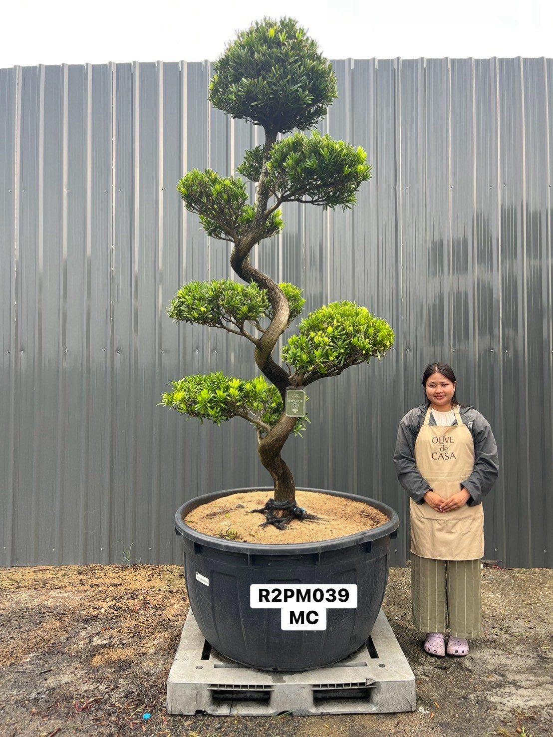 Podocarpus Bonsai · Large · MC · ภาพหลัก