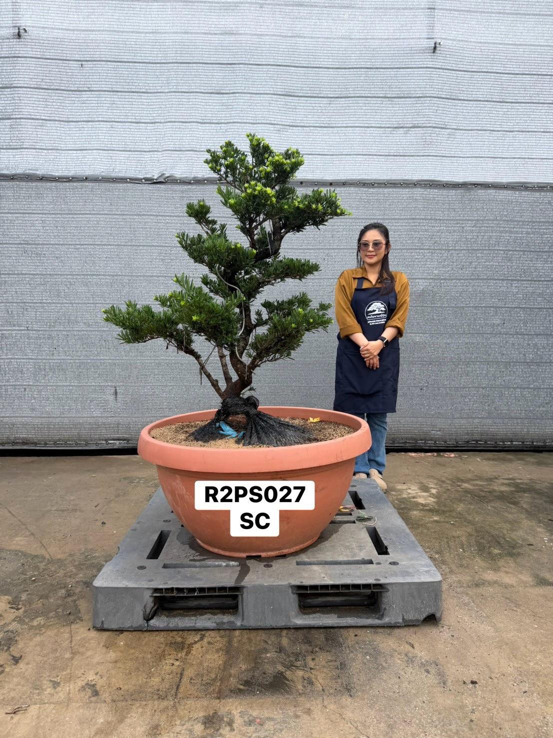 Podocarpus · Pot · SC · ภาพหลัก
