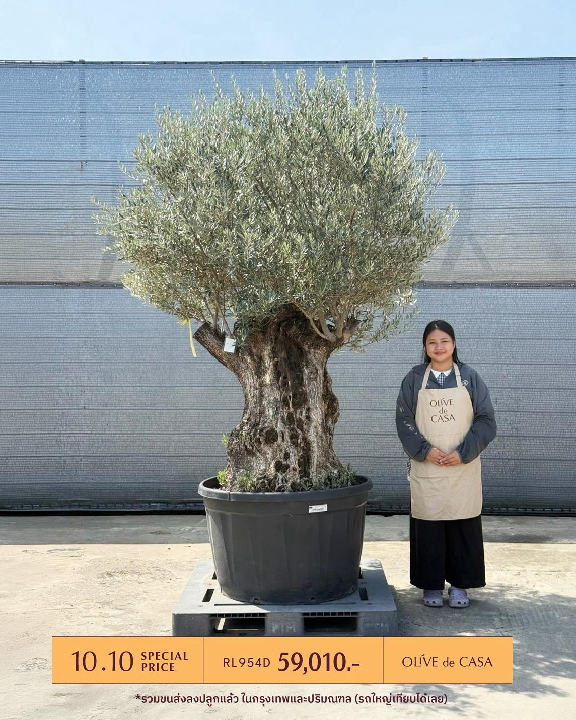 Hot Olive Tree · Promotion · ภาพหลัก