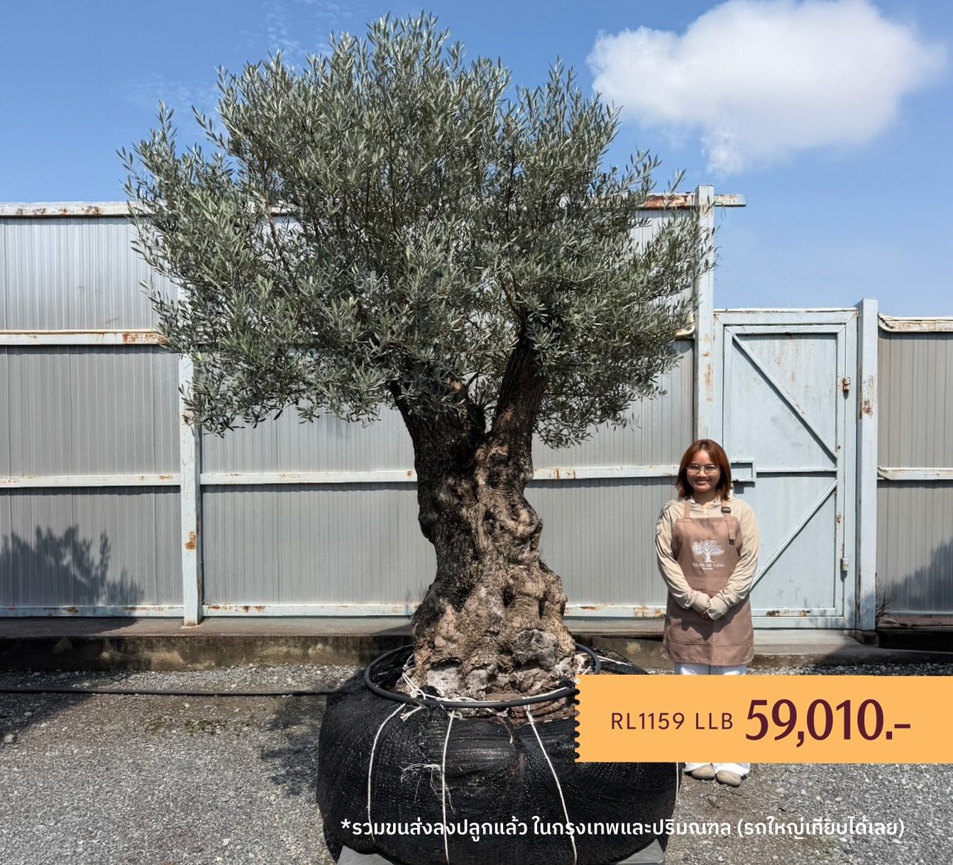 Hot Olive Tree · Promotion · ภาพหลัก