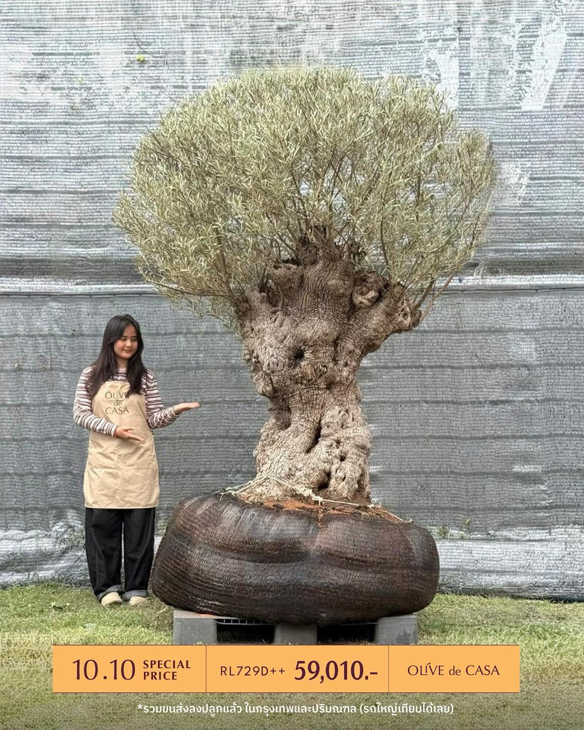 Hot Olive Tree · Promotion · ภาพหลัก