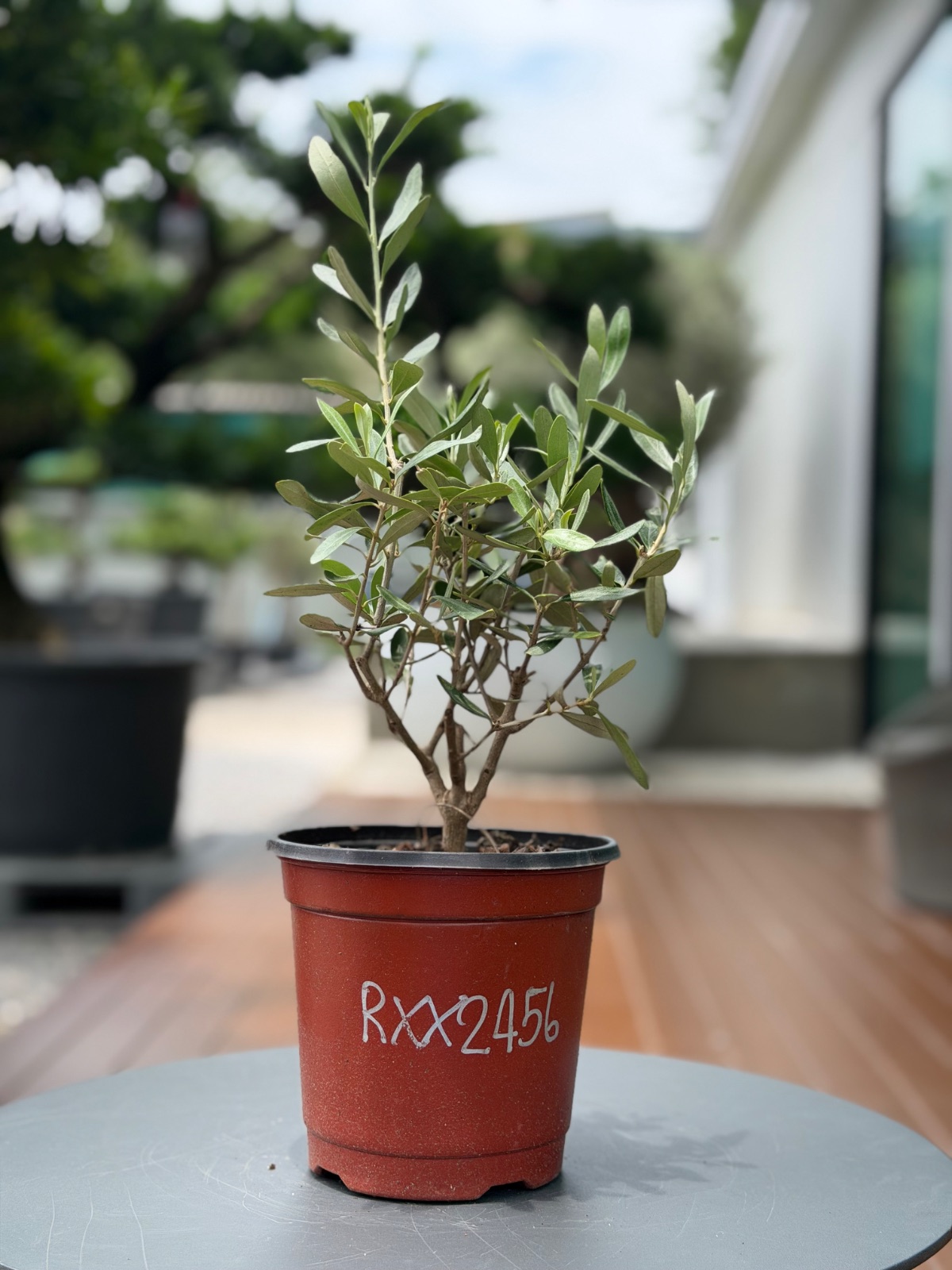 Starter Olive · XXS A · ภาพหลัก