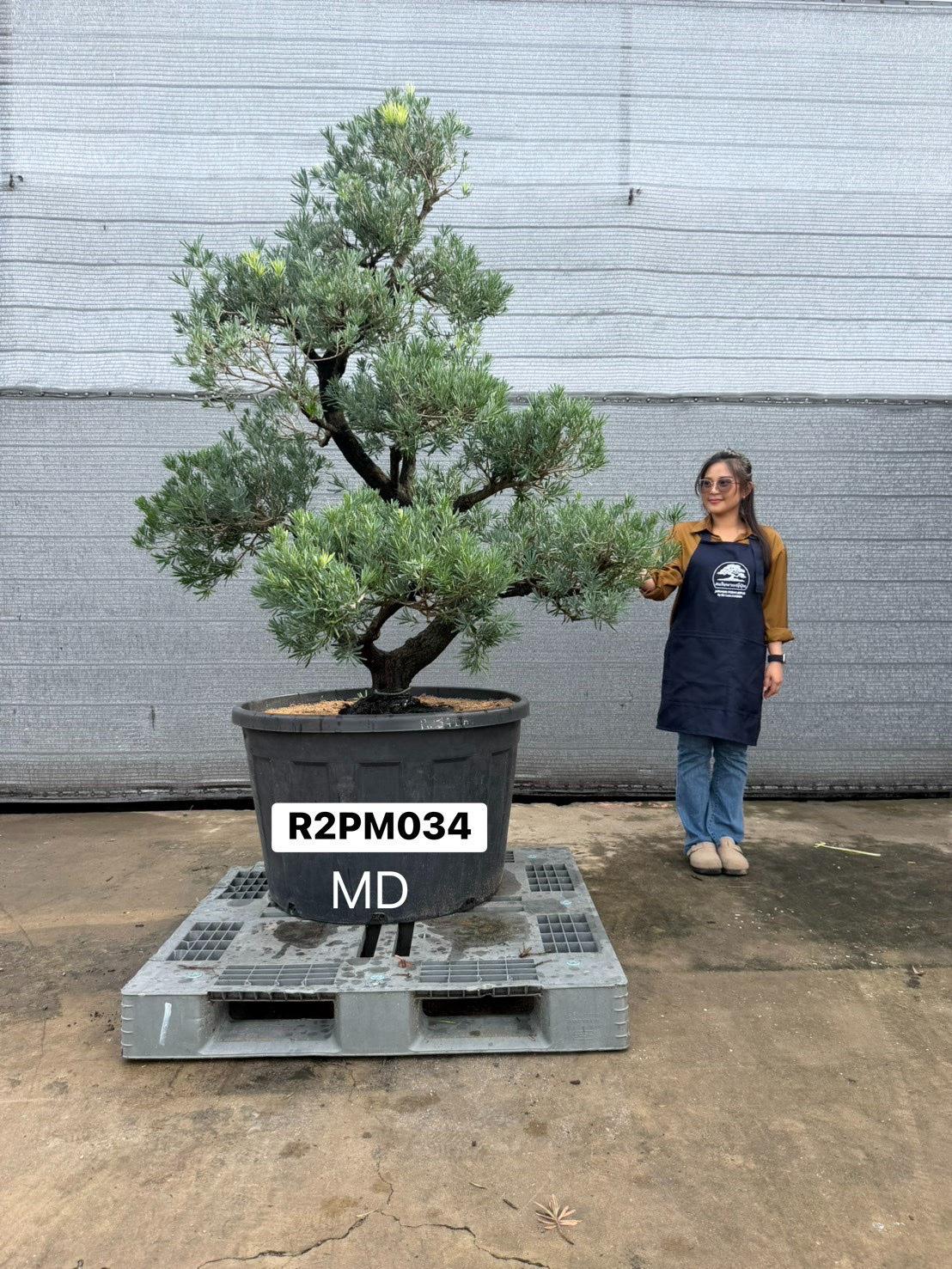 Podocarpus Bonsai · Large · MD · ภาพหลัก