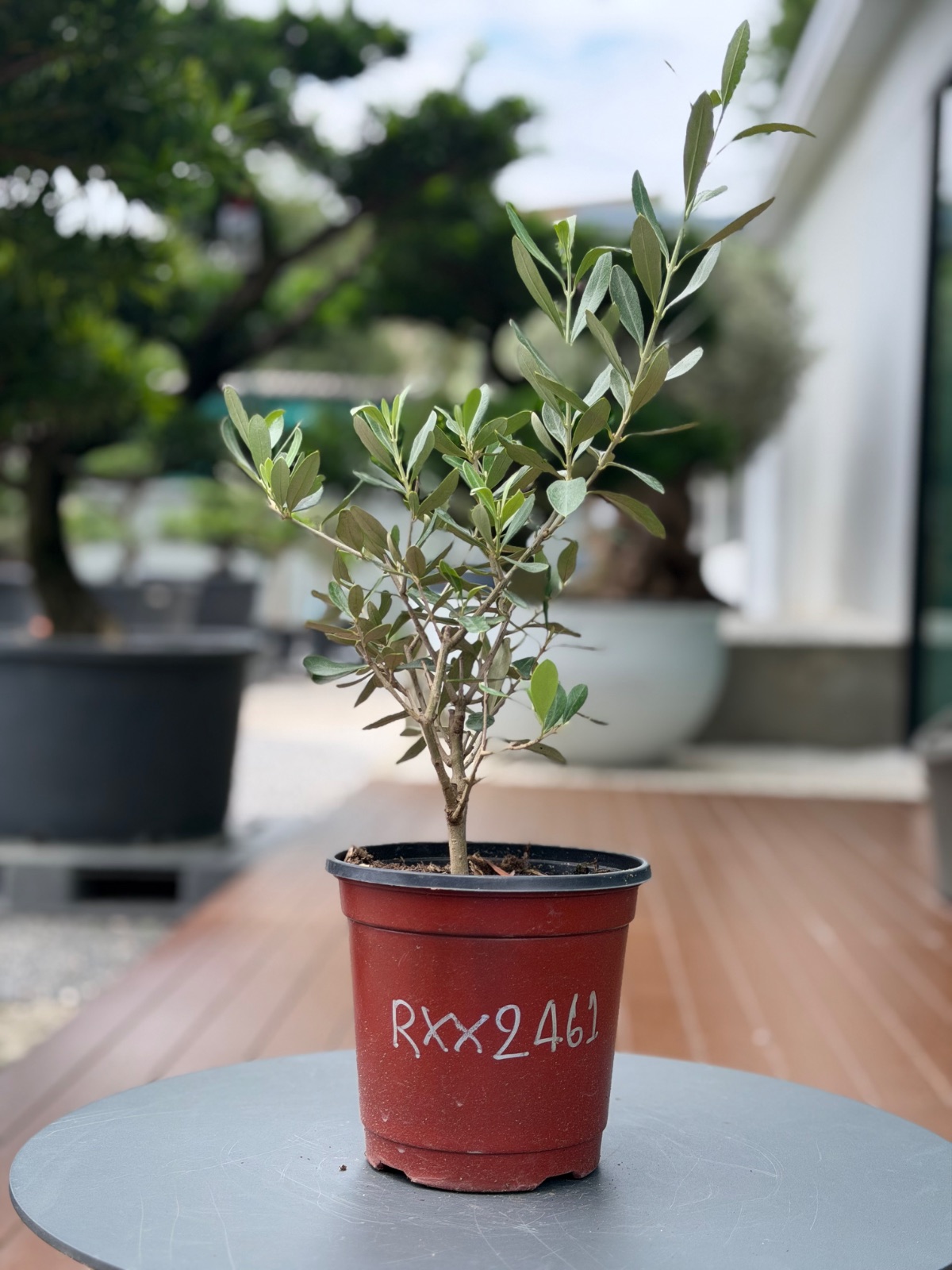Starter Olive · XXS A · ภาพหลัก