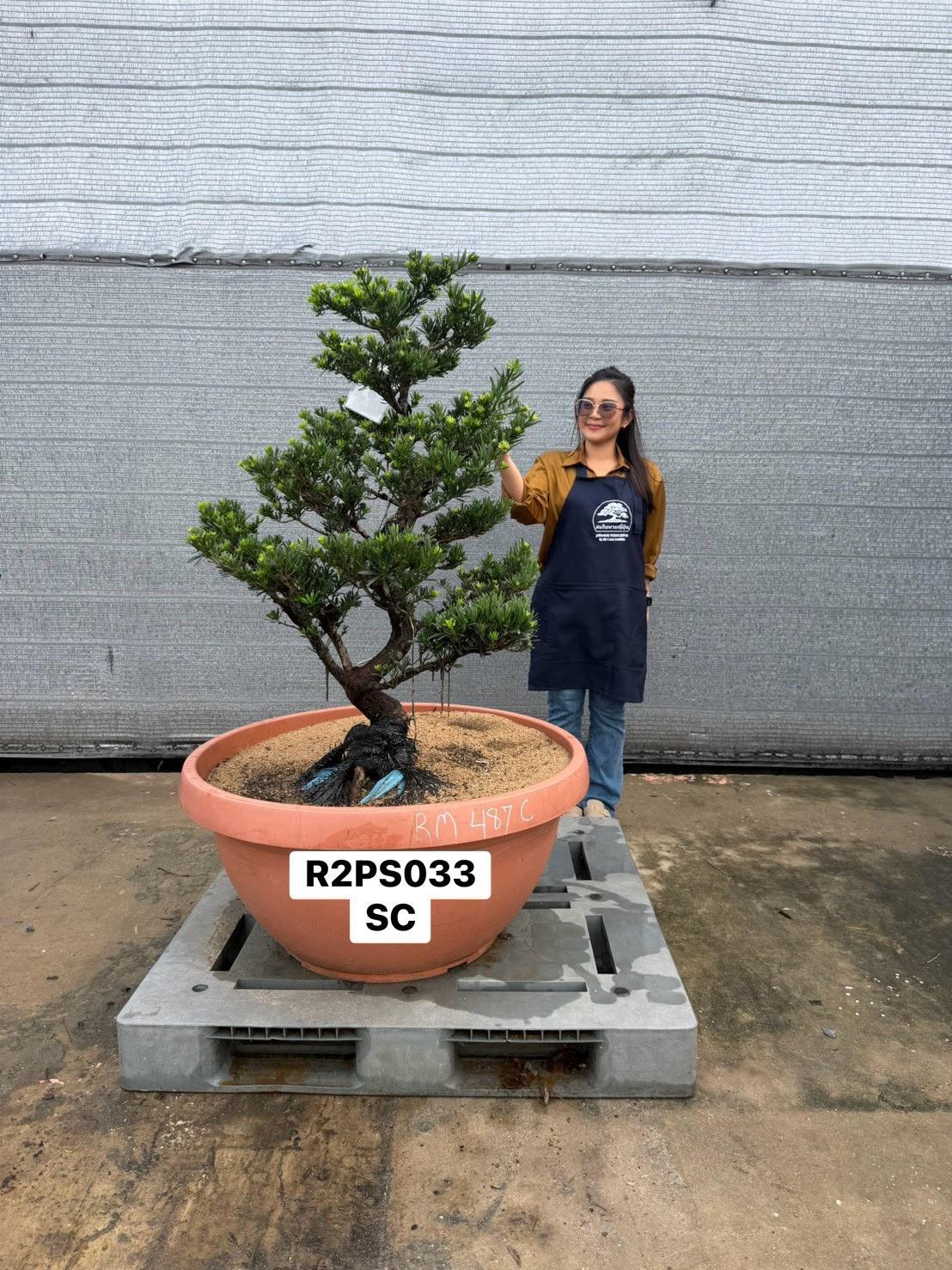 Podocarpus · Pot · SC · ภาพหลัก