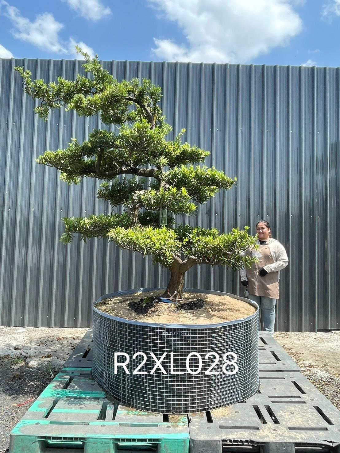 Podocarpus Bonsai · Large · LC · ภาพหลัก