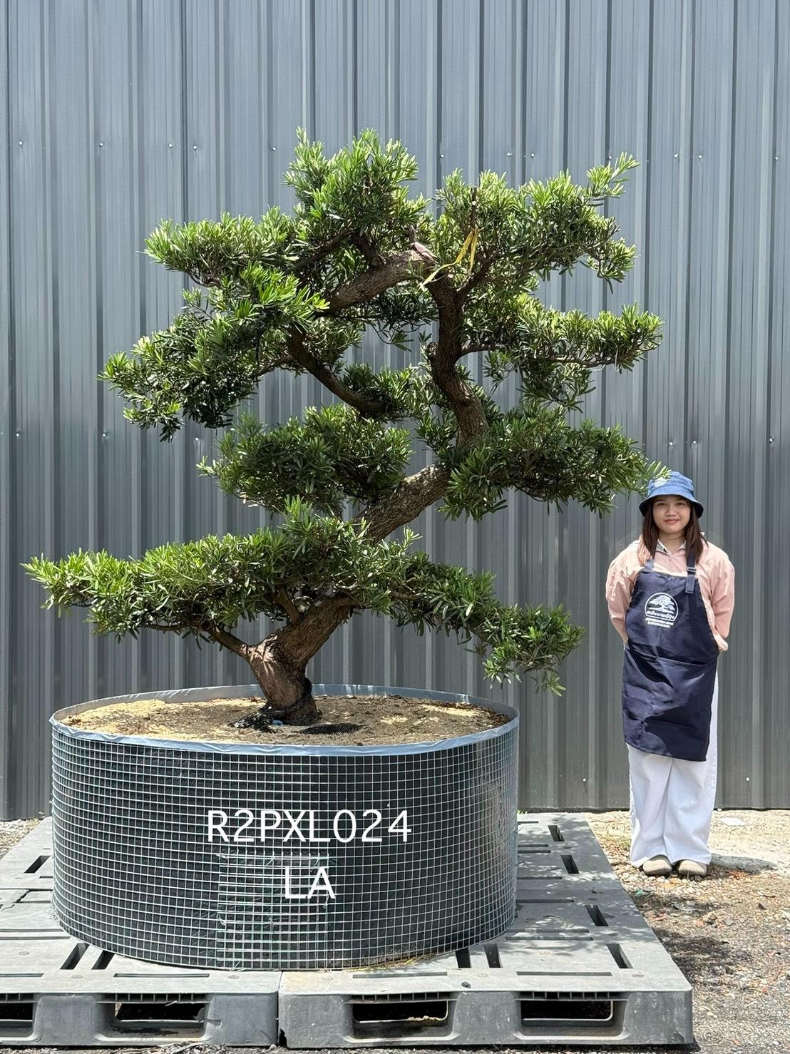 Podocarpus Bonsai · Large · LA · ภาพหลัก