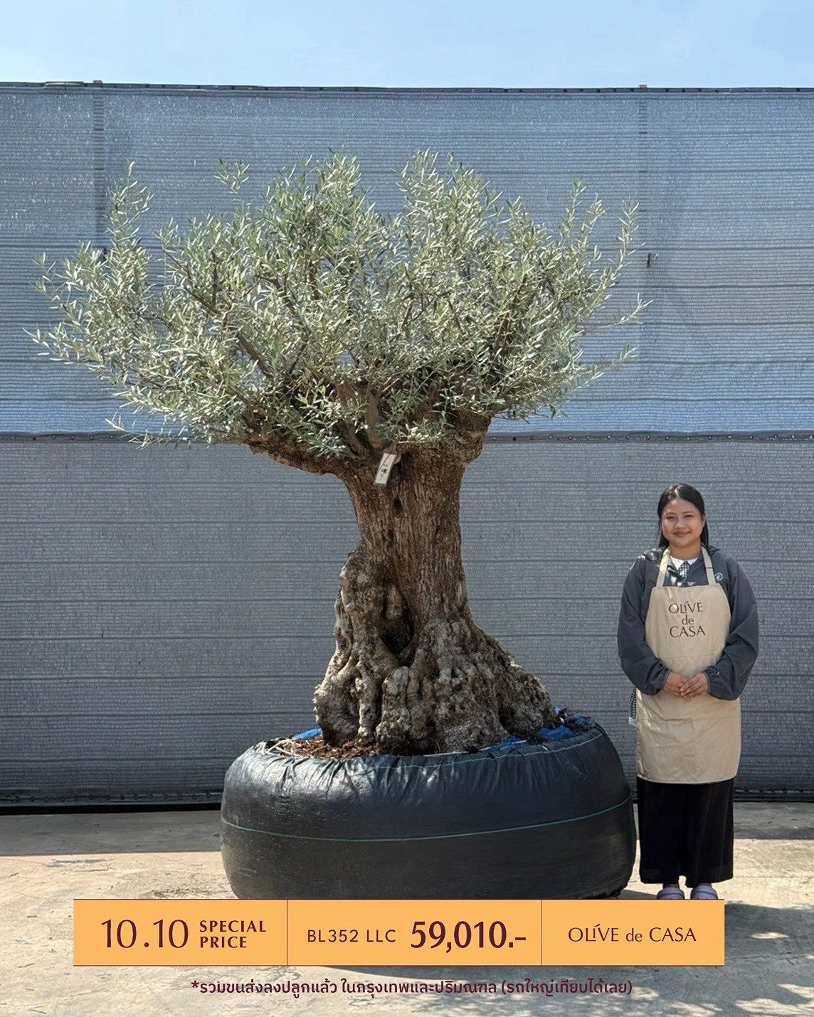 Hot Olive Tree · Promotion · ภาพหลัก