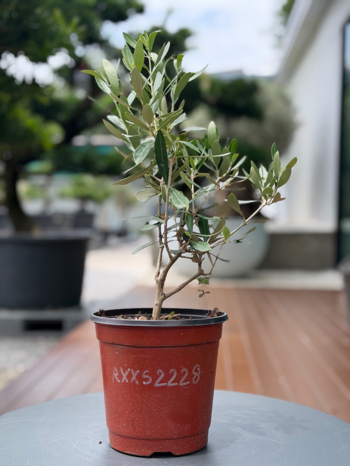 Starter Olive · XXS A · ภาพหลัก