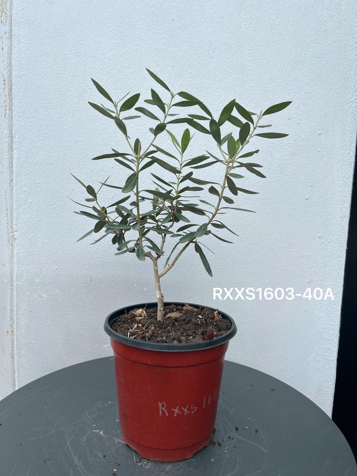 Starter Olive · XXS A · ภาพหลัก