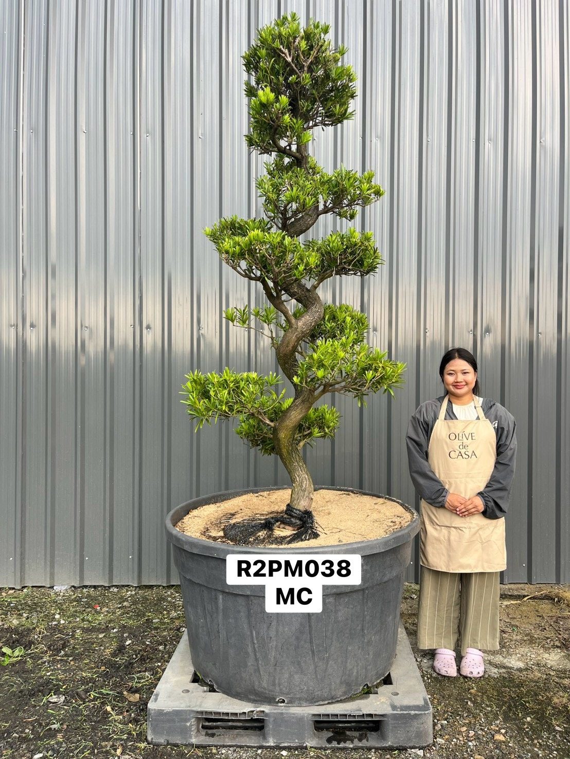 Podocarpus Bonsai · Large · MC · ภาพหลัก