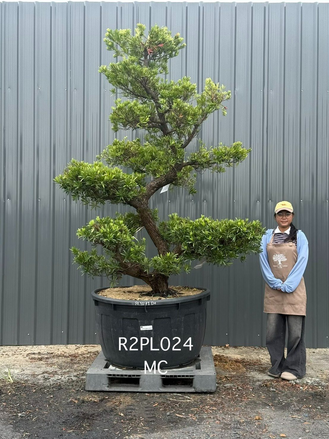 Podocarpus Bonsai · Large · MC · ภาพหลัก