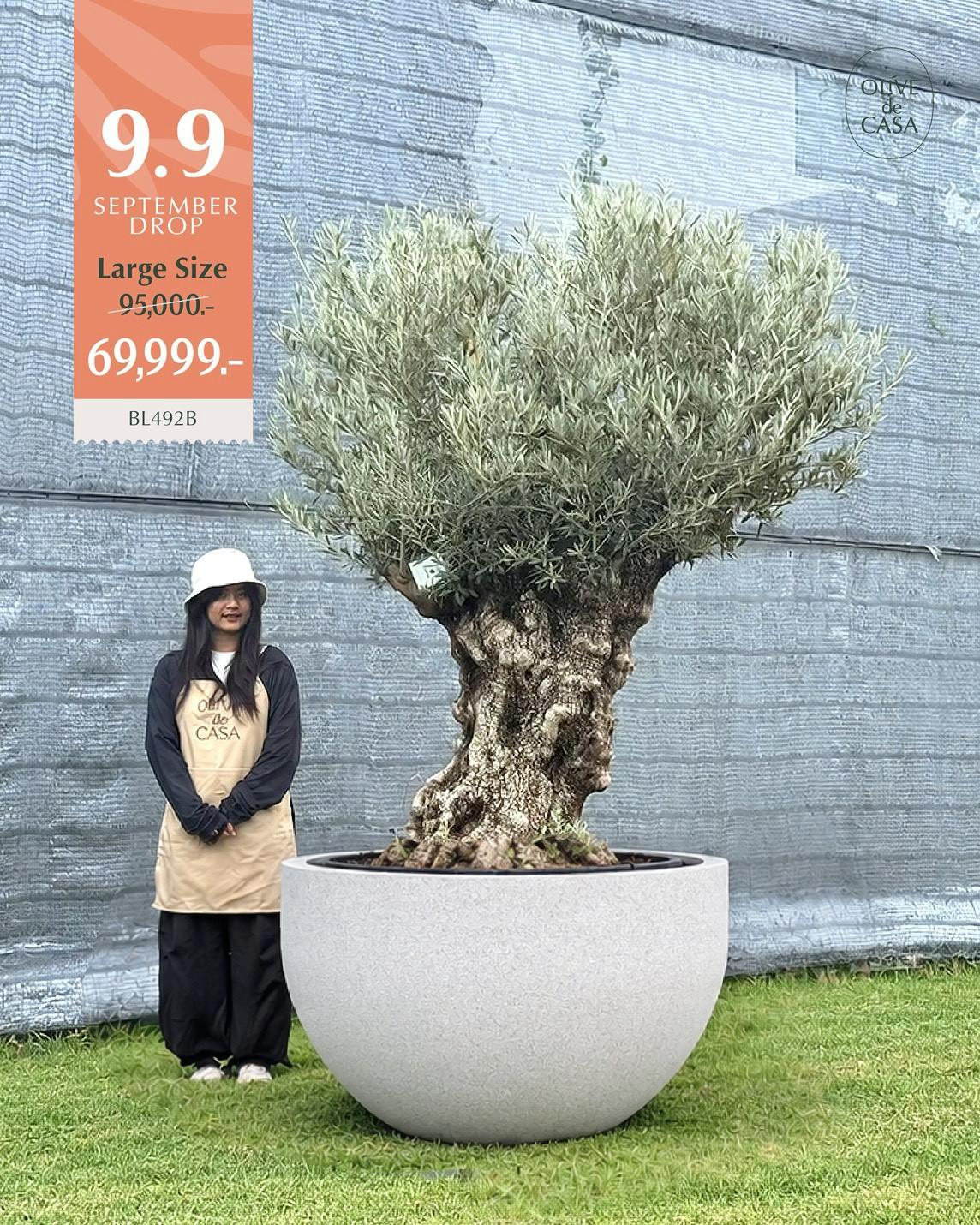 Hot Olive Tree · Promotion · ภาพหลัก