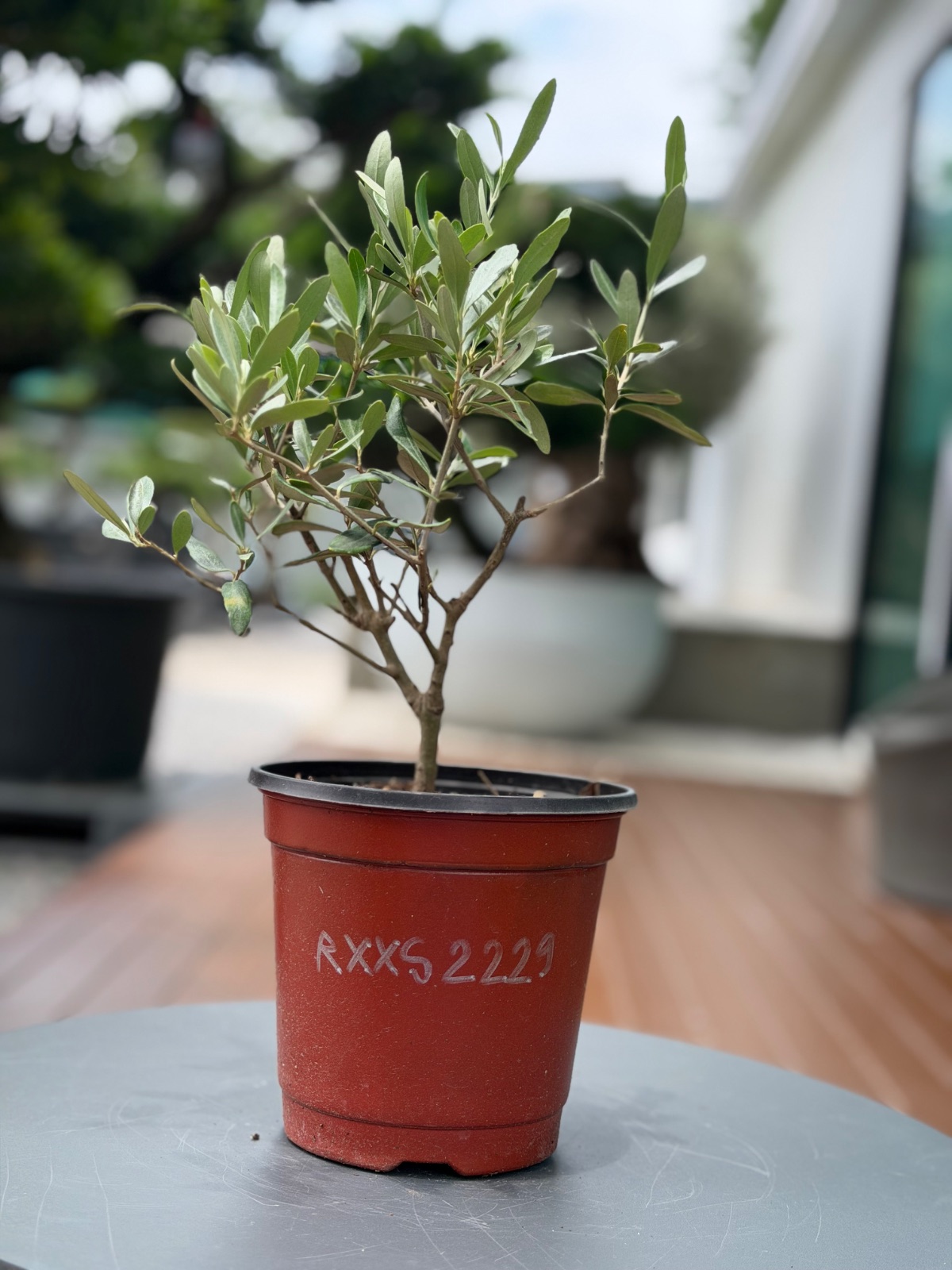 Starter Olive · XXS A · ภาพหลัก