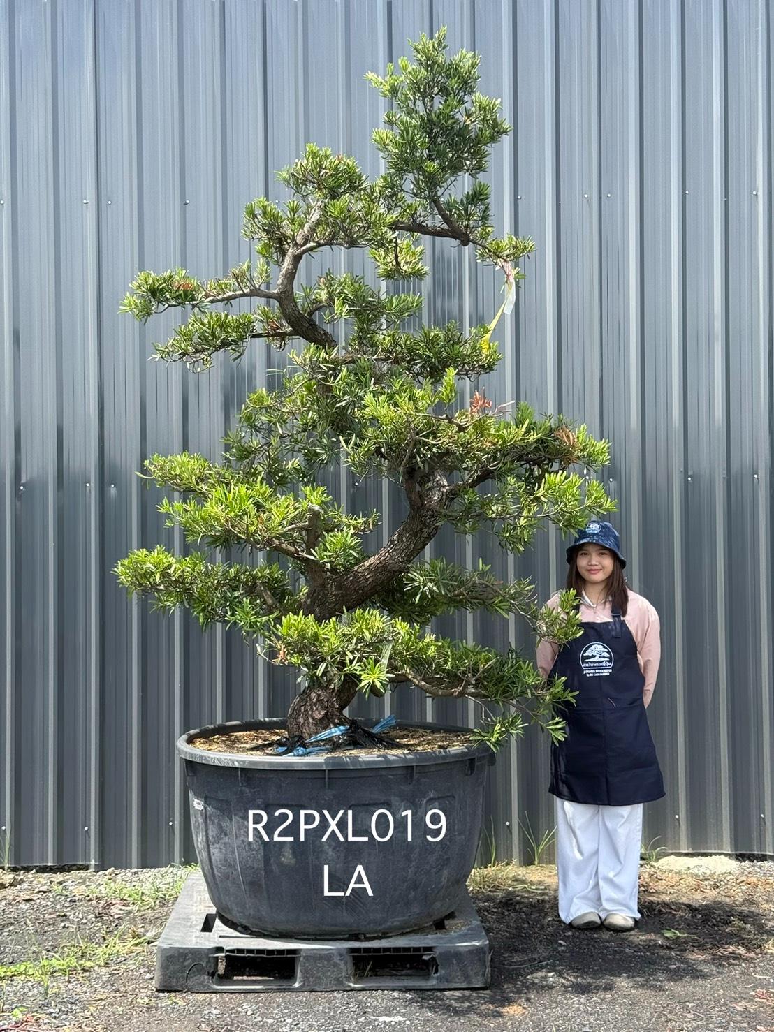 Podocarpus Bonsai · Large · LA · ภาพหลัก