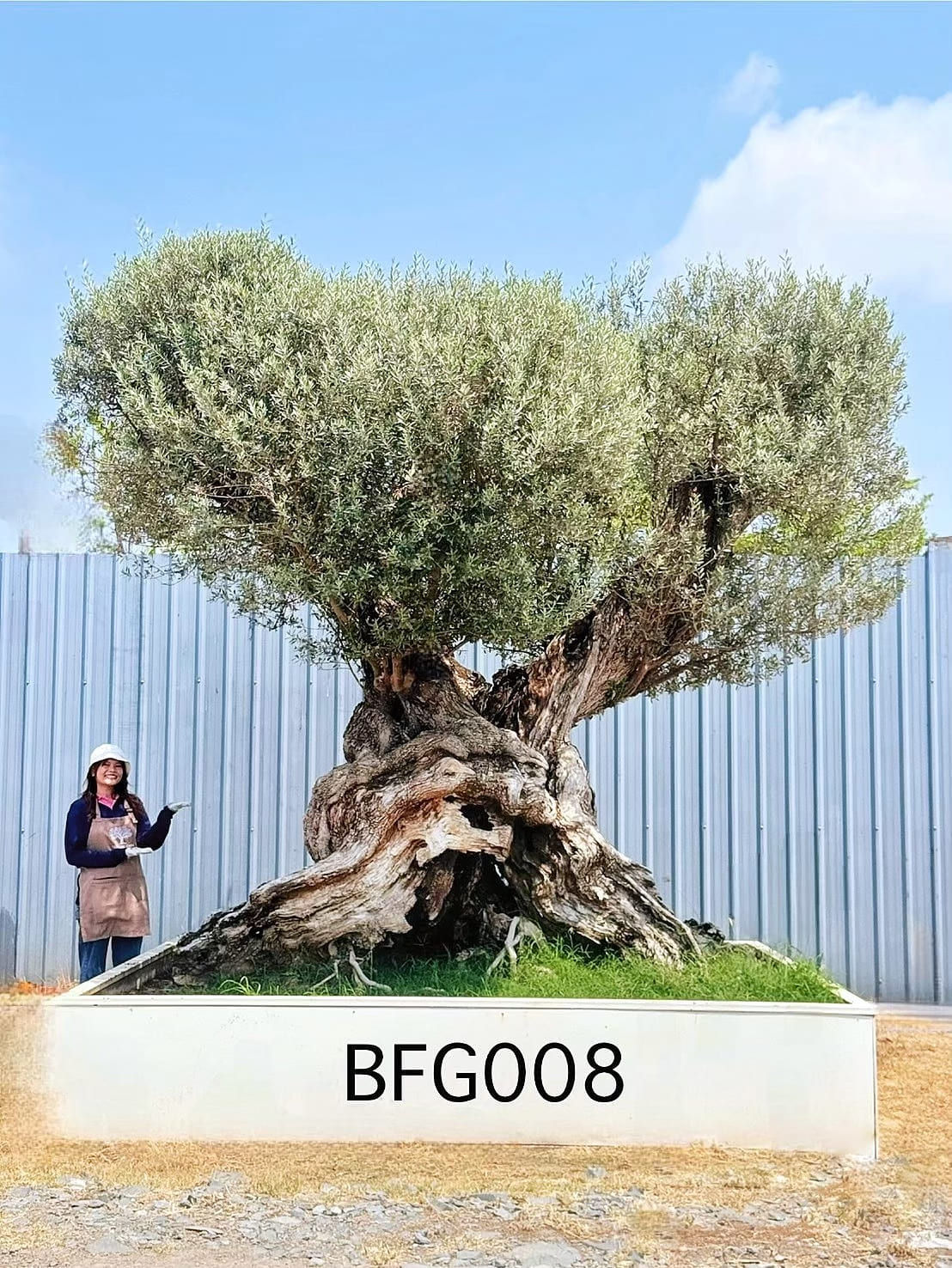 Ancient Farga · Farga 400,000–1,000,000 · ภาพหลัก