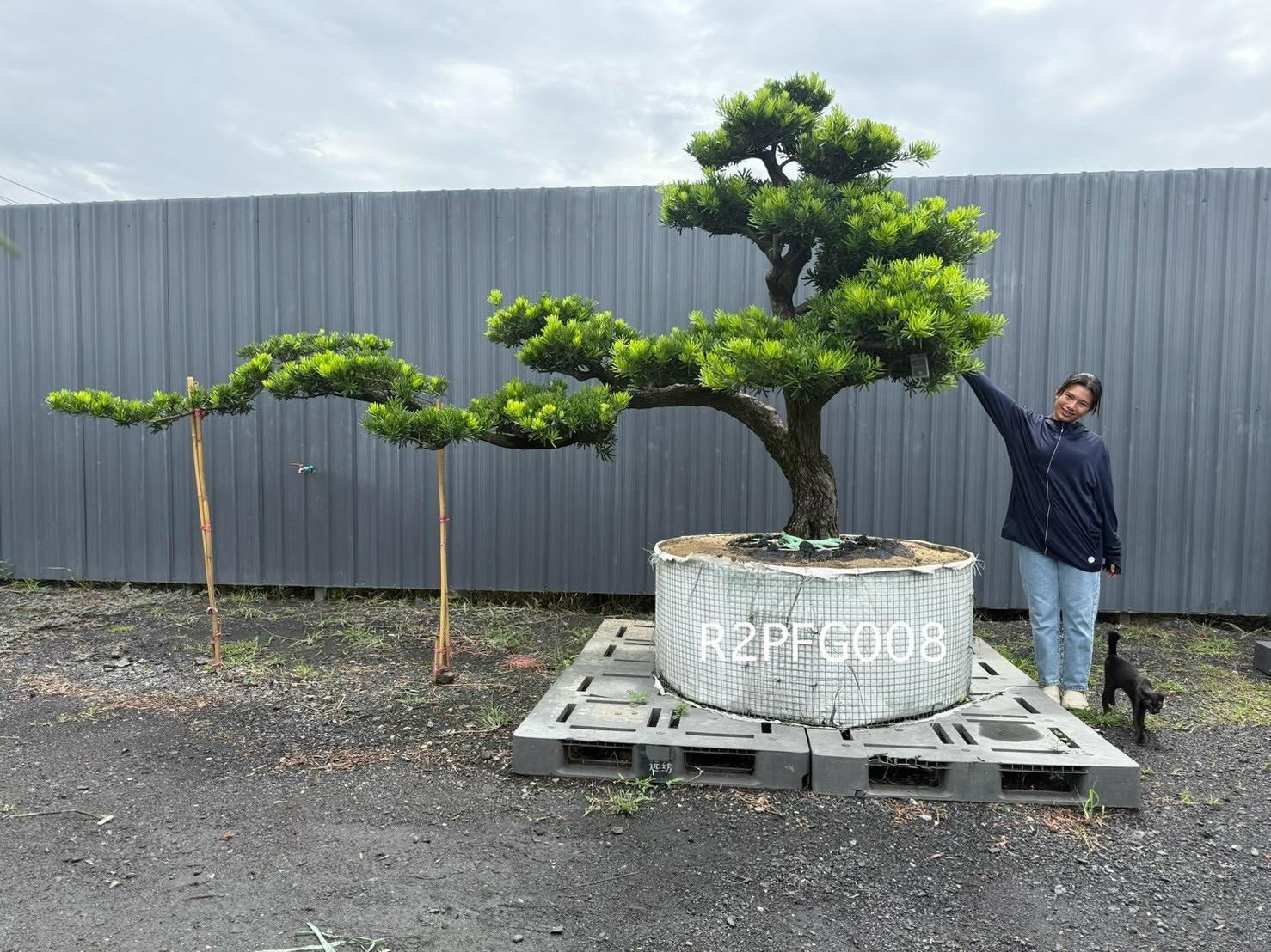 Imperial Podocarpus · FGD · ภาพหลัก