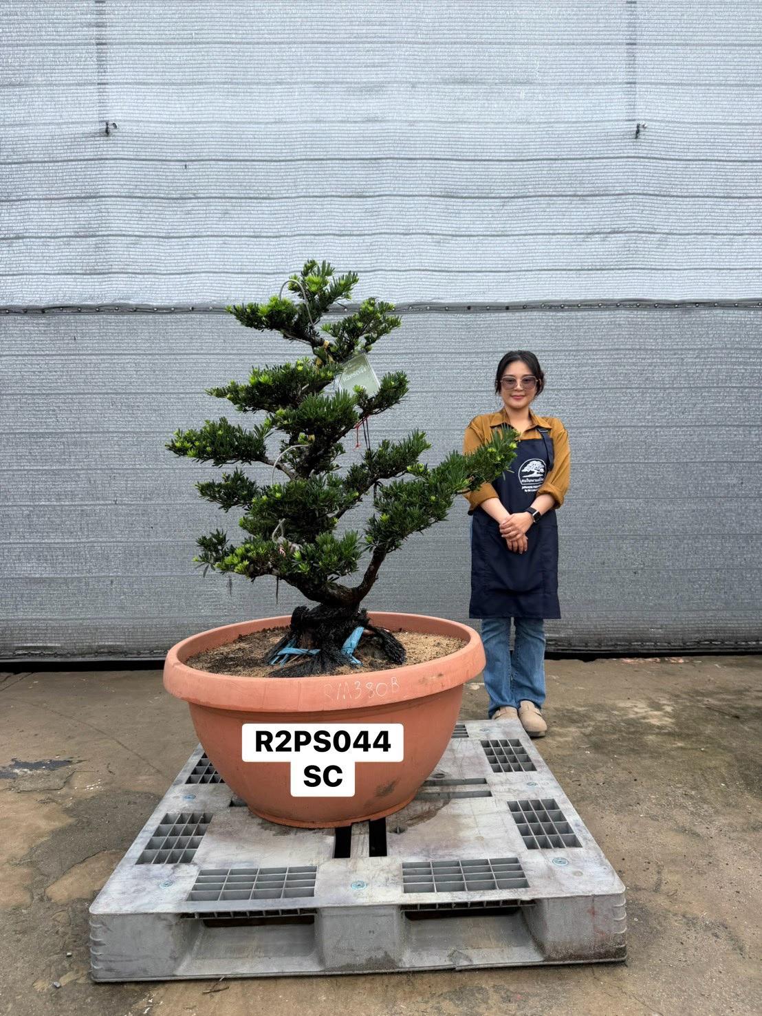 Podocarpus · Pot · SC · ภาพหลัก