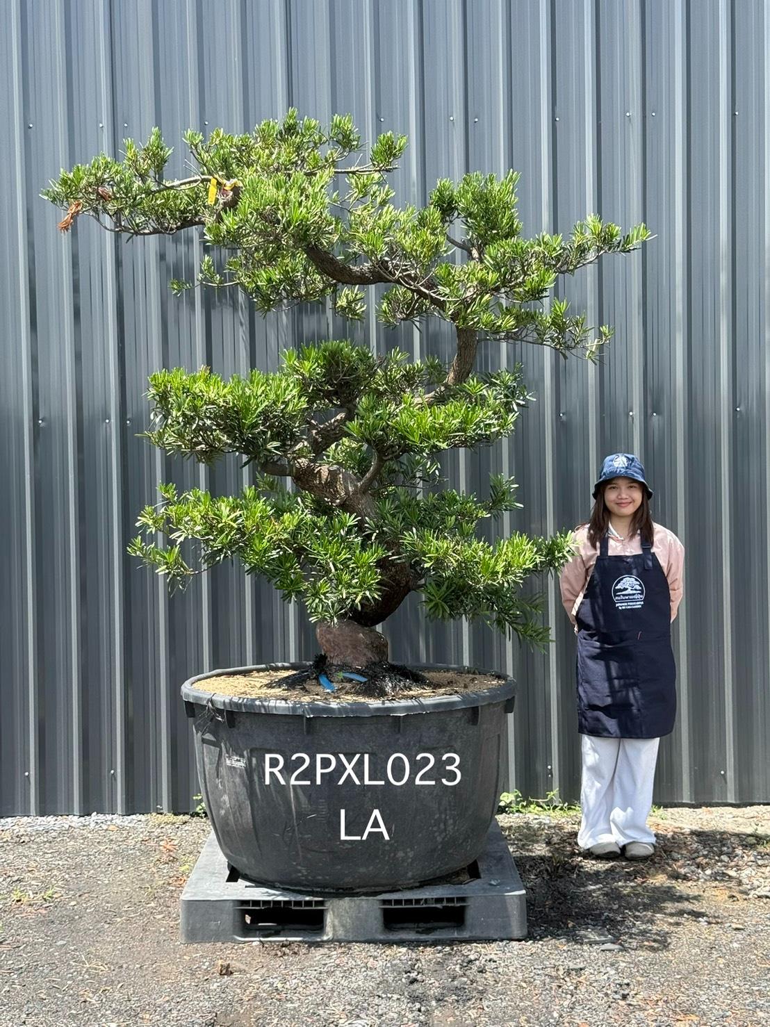Podocarpus Bonsai · Large · LA · ภาพหลัก