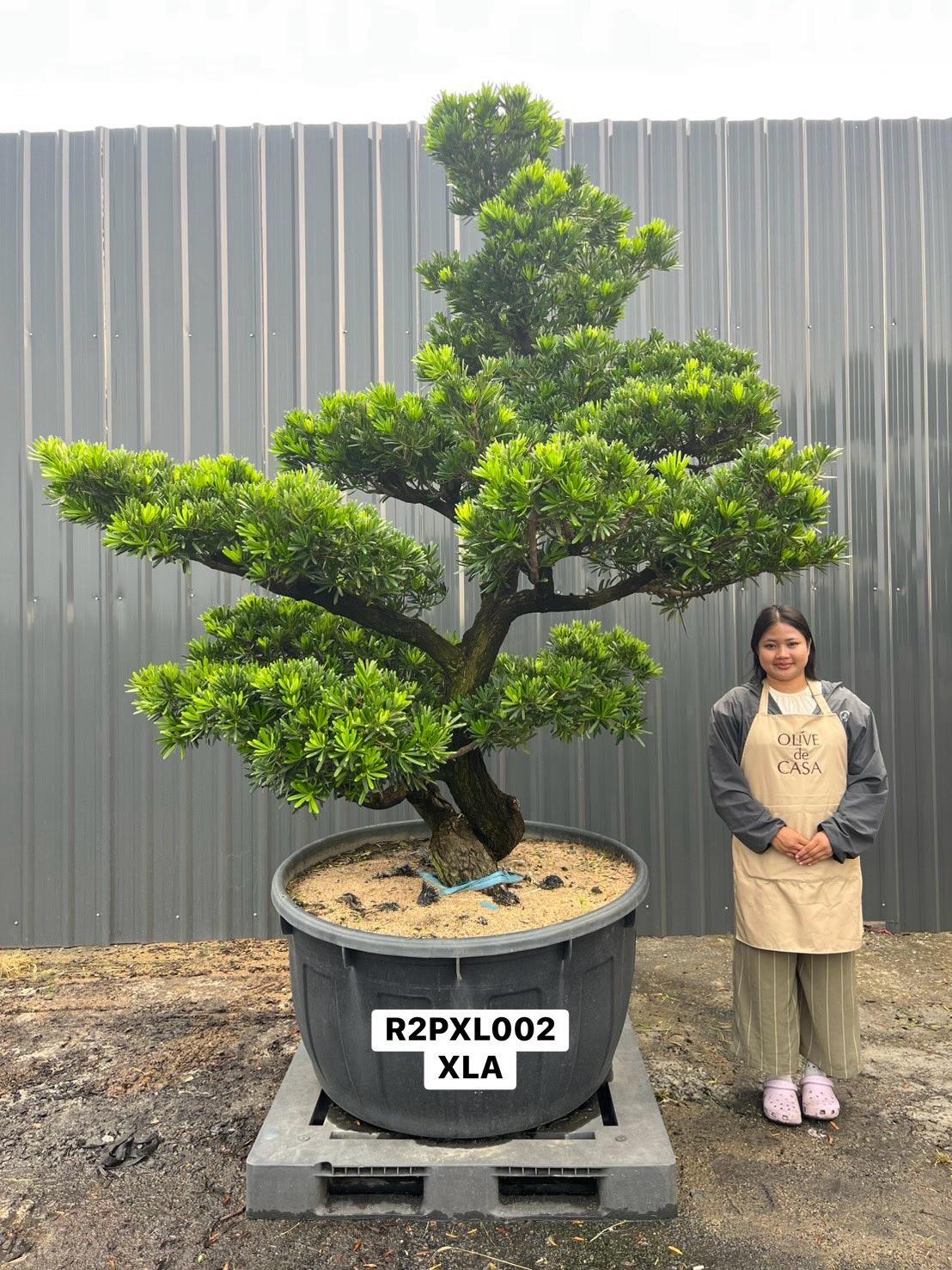 Imperial Podocarpus · XLA · ภาพหลัก