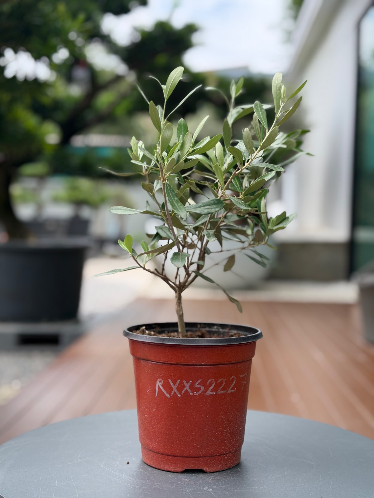 Starter Olive · XXS A · ภาพหลัก