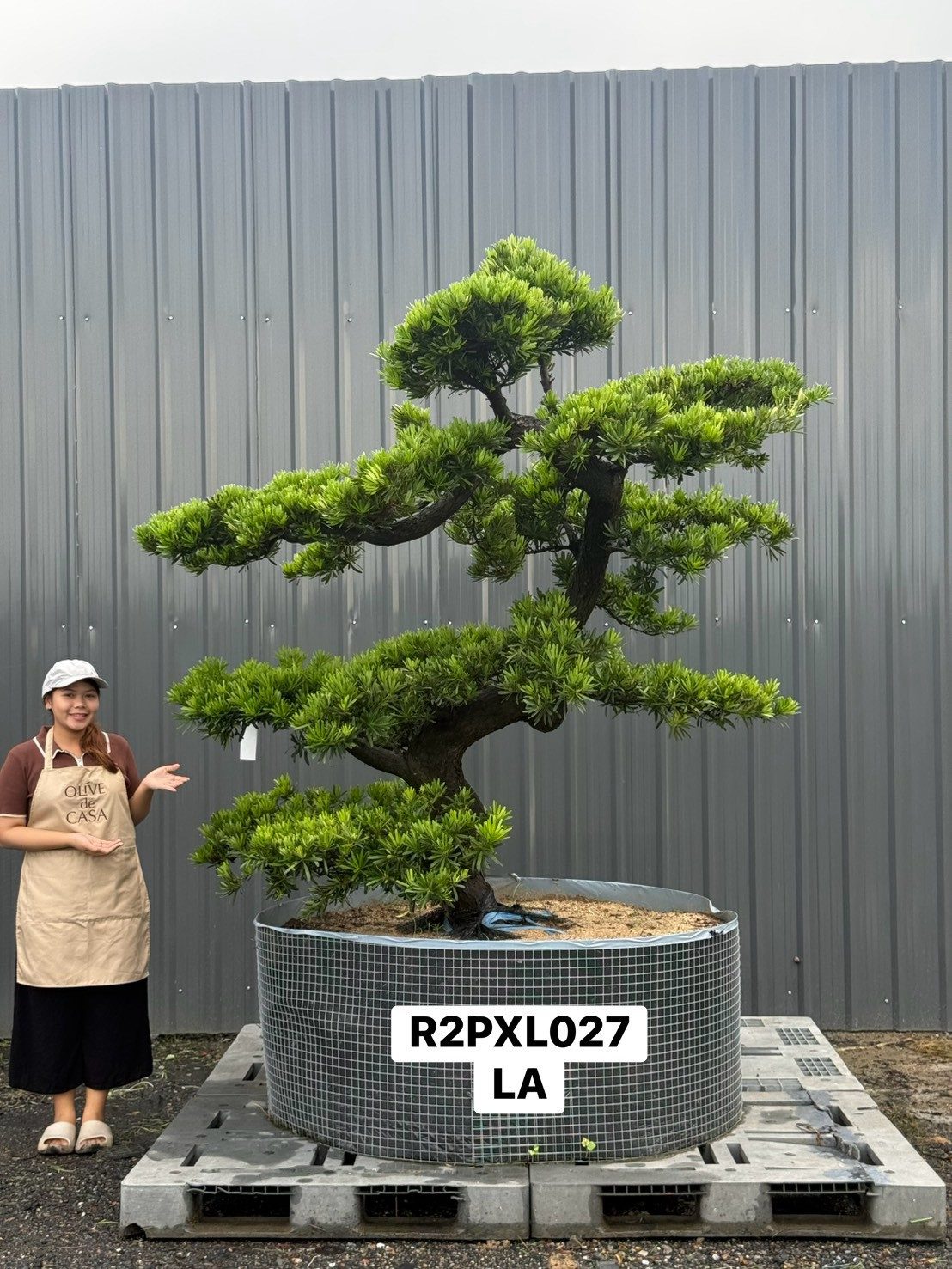 Podocarpus Bonsai · Large · LA · ภาพหลัก