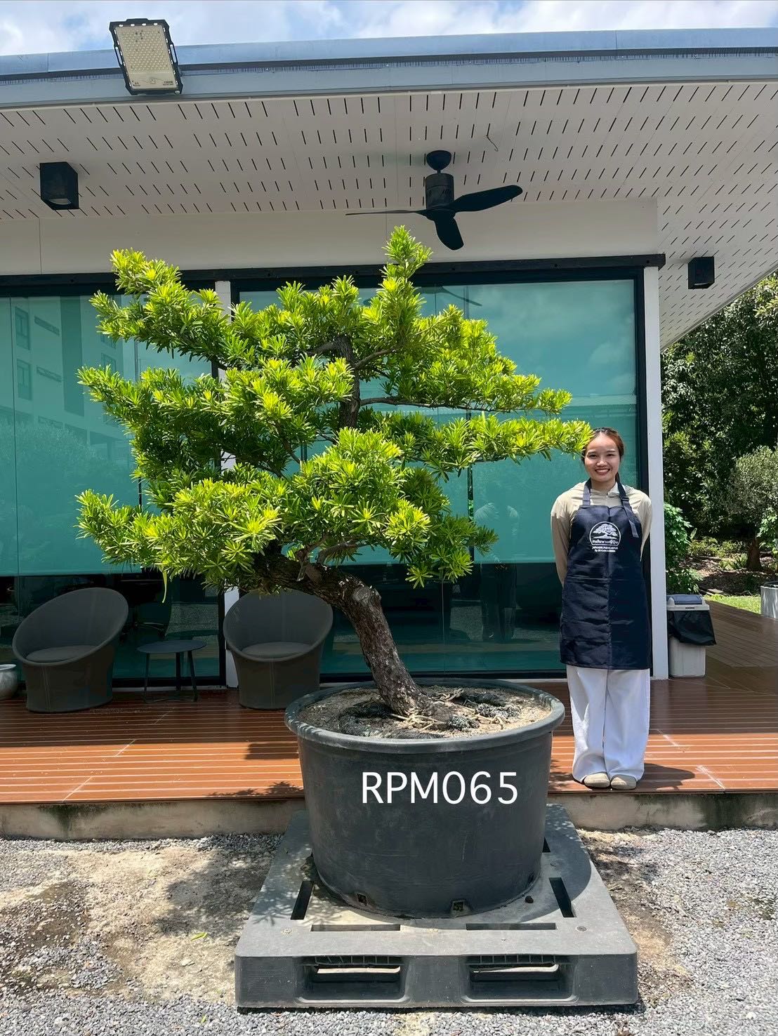 Podocarpus Bonsai · Large · MB · ภาพหลัก