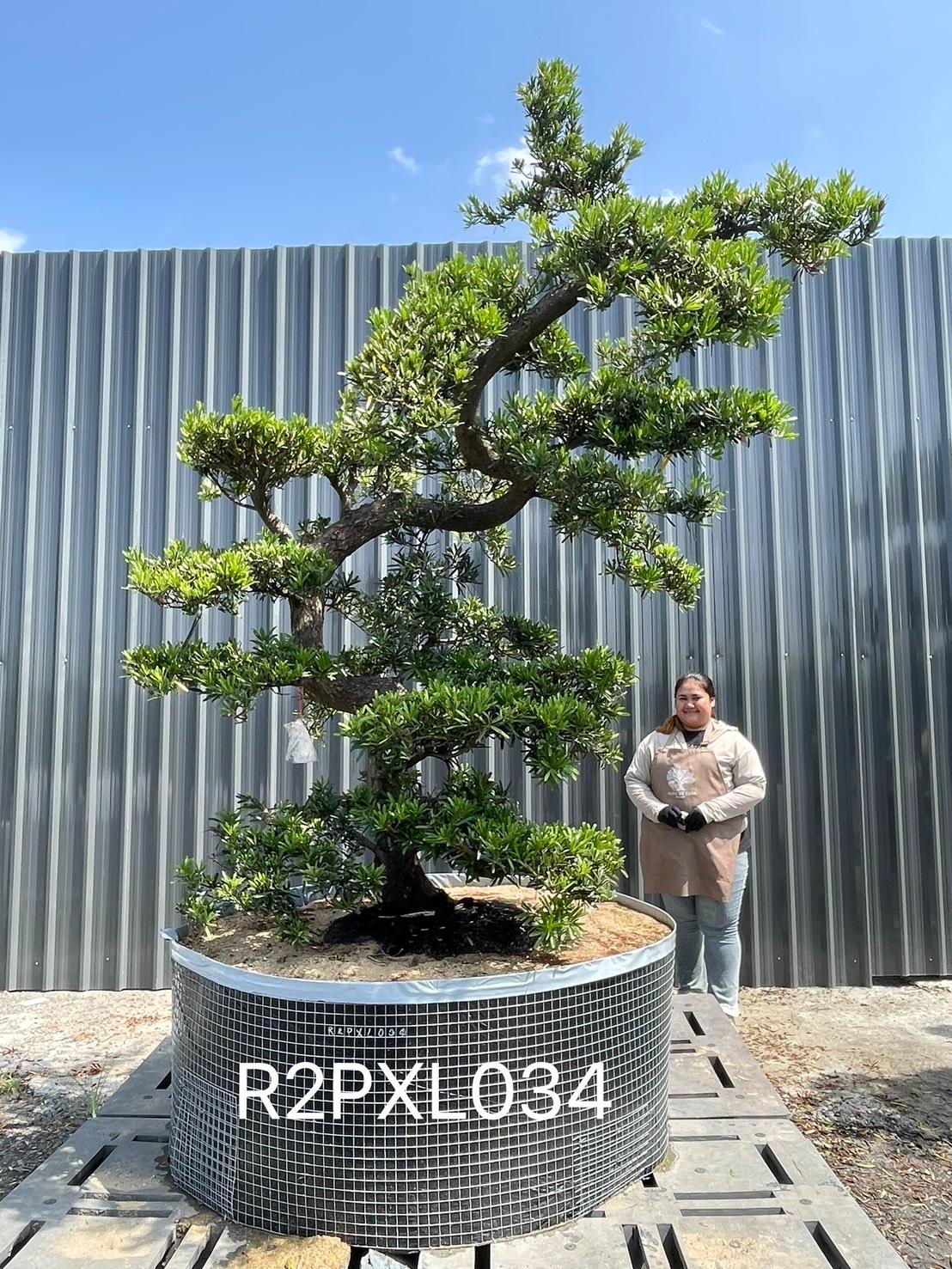 Podocarpus Bonsai · Large · LA · ภาพหลัก