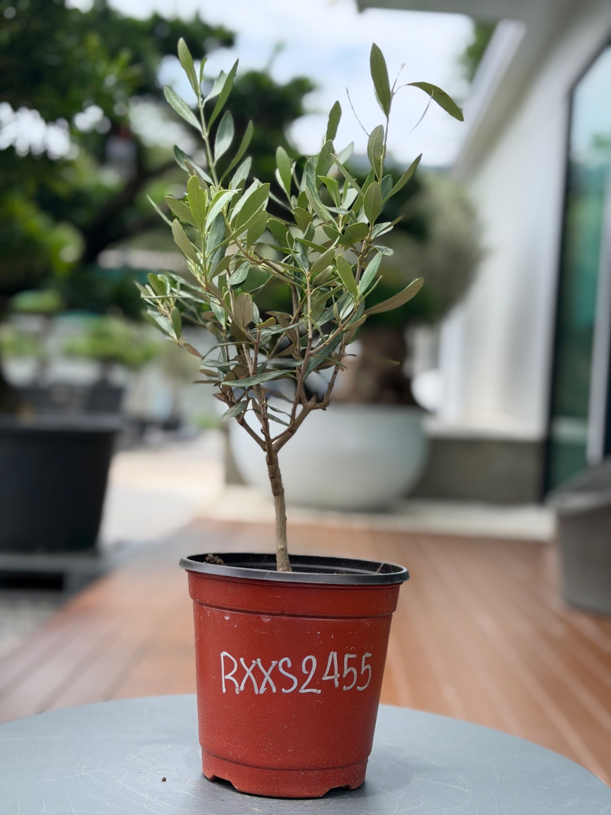 Starter Olive · XXS A · ภาพหลัก
