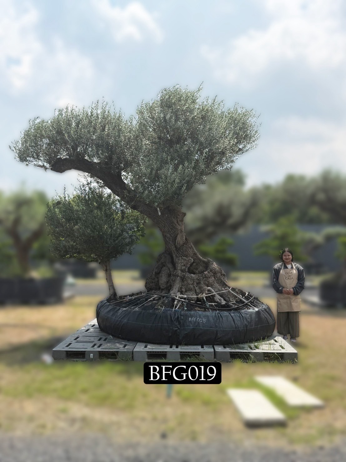 Ancient Farga · Farga 400,000–1,000,000 · ภาพหลัก