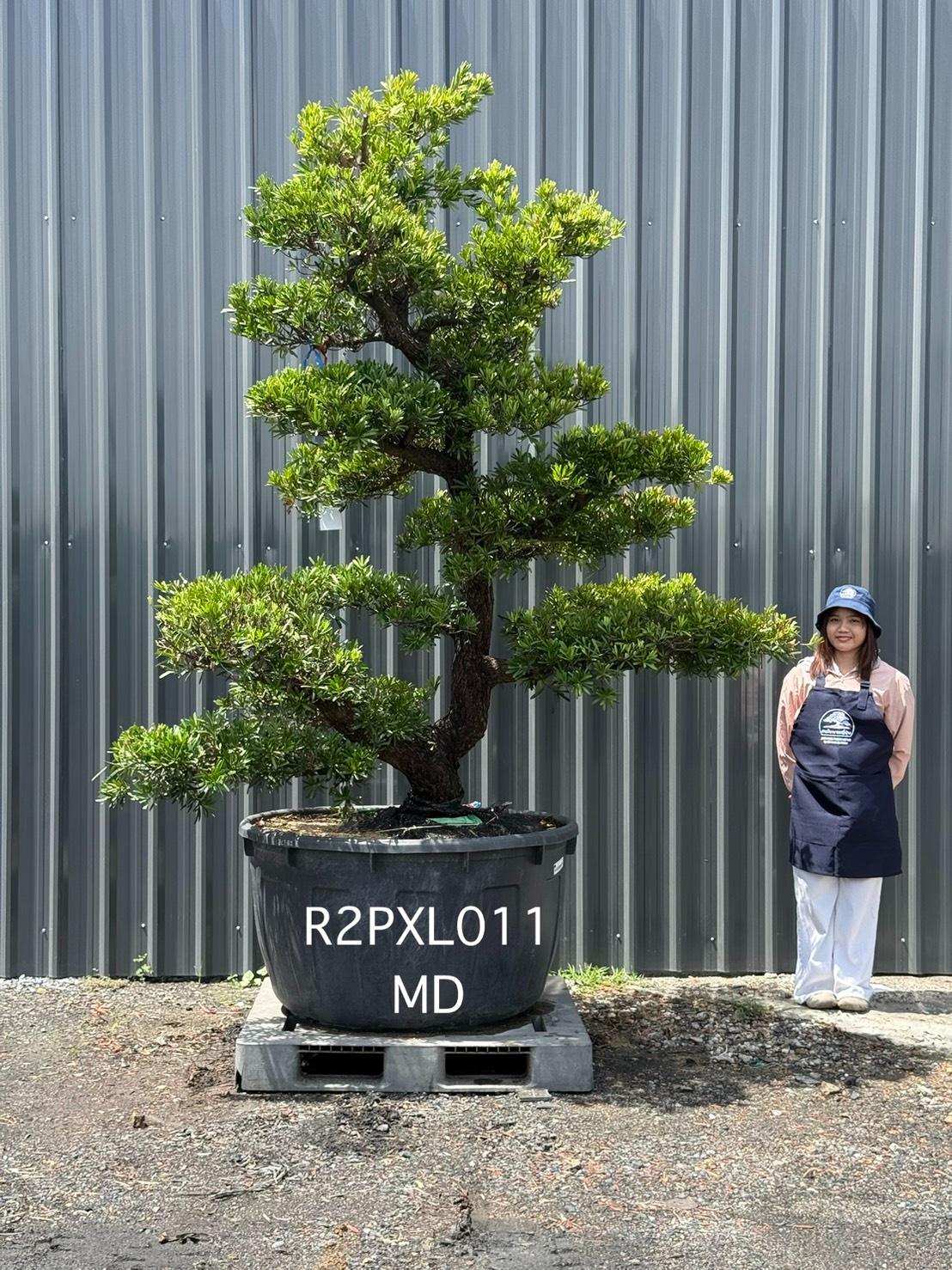 Podocarpus Bonsai · Large · MD · ภาพหลัก
