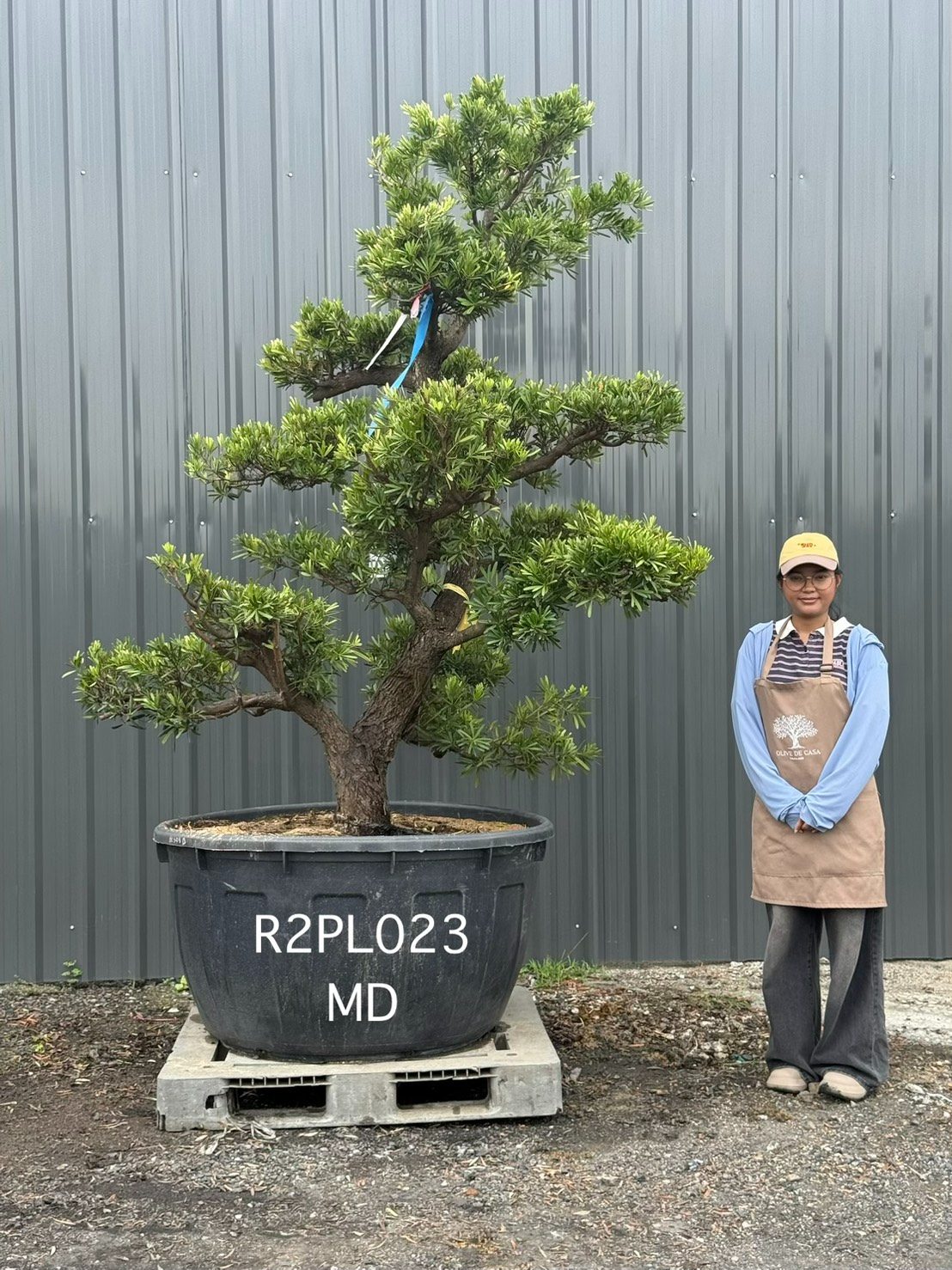 Podocarpus Bonsai · Large · MD · ภาพหลัก
