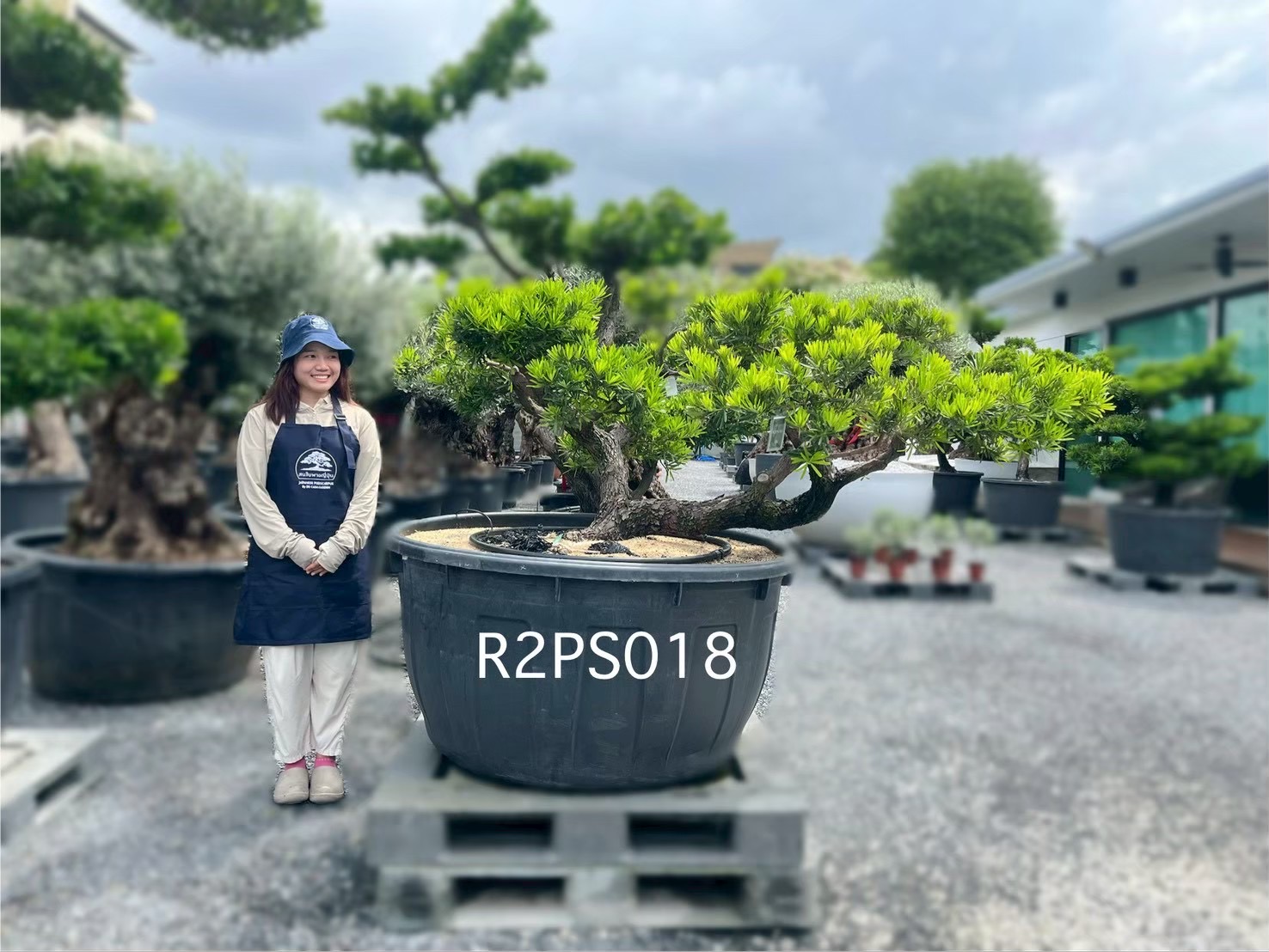Podocarpus · Pot · SD · ภาพหลัก