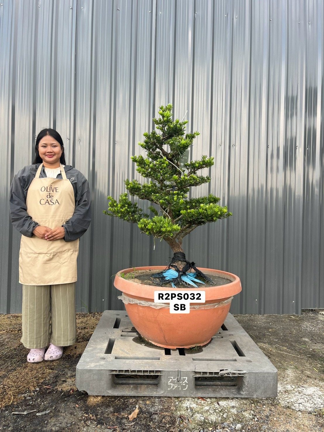 Podocarpus · Pot · SB · ภาพหลัก